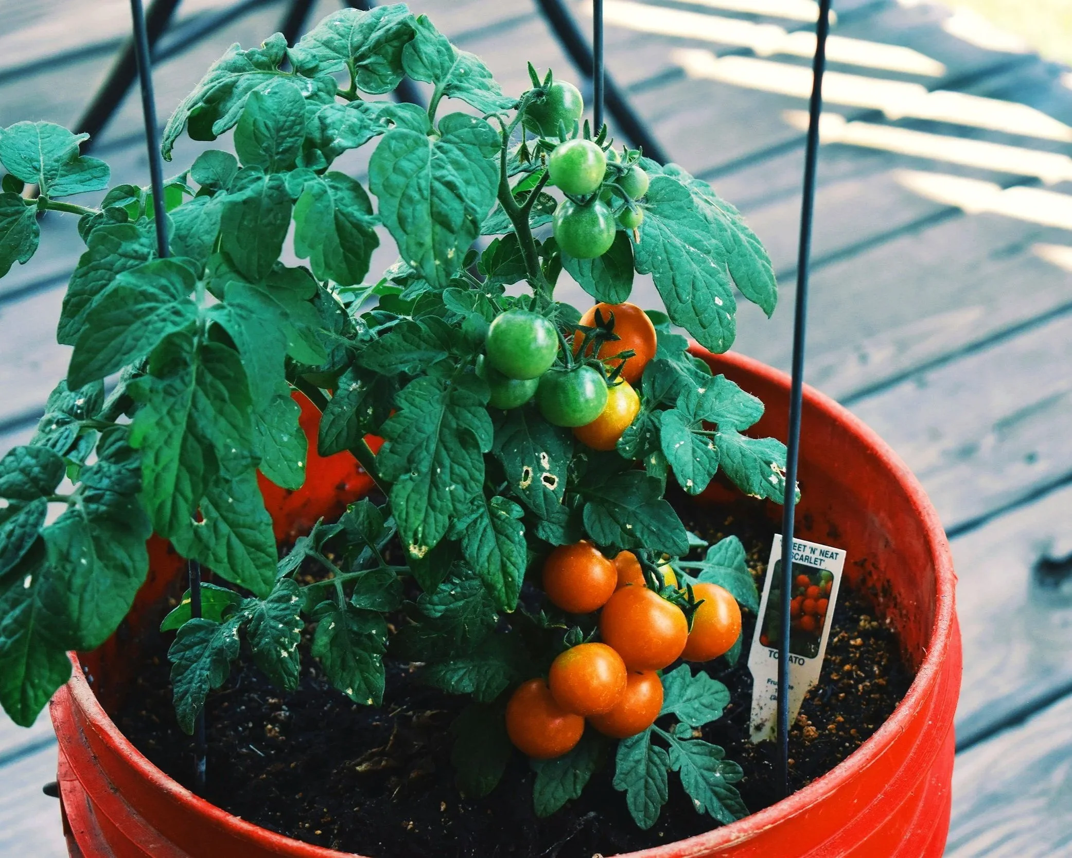 A tomato plant in a large orange planter, with several tomatoes in growing stages
