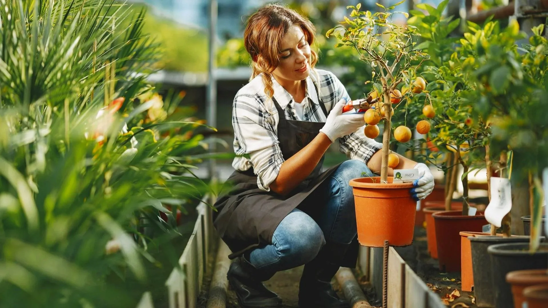 A woman in a plaid shirt and black apron crouches down in a plant nursery, holding a fruit plant in an orange planter with a pair of scissors