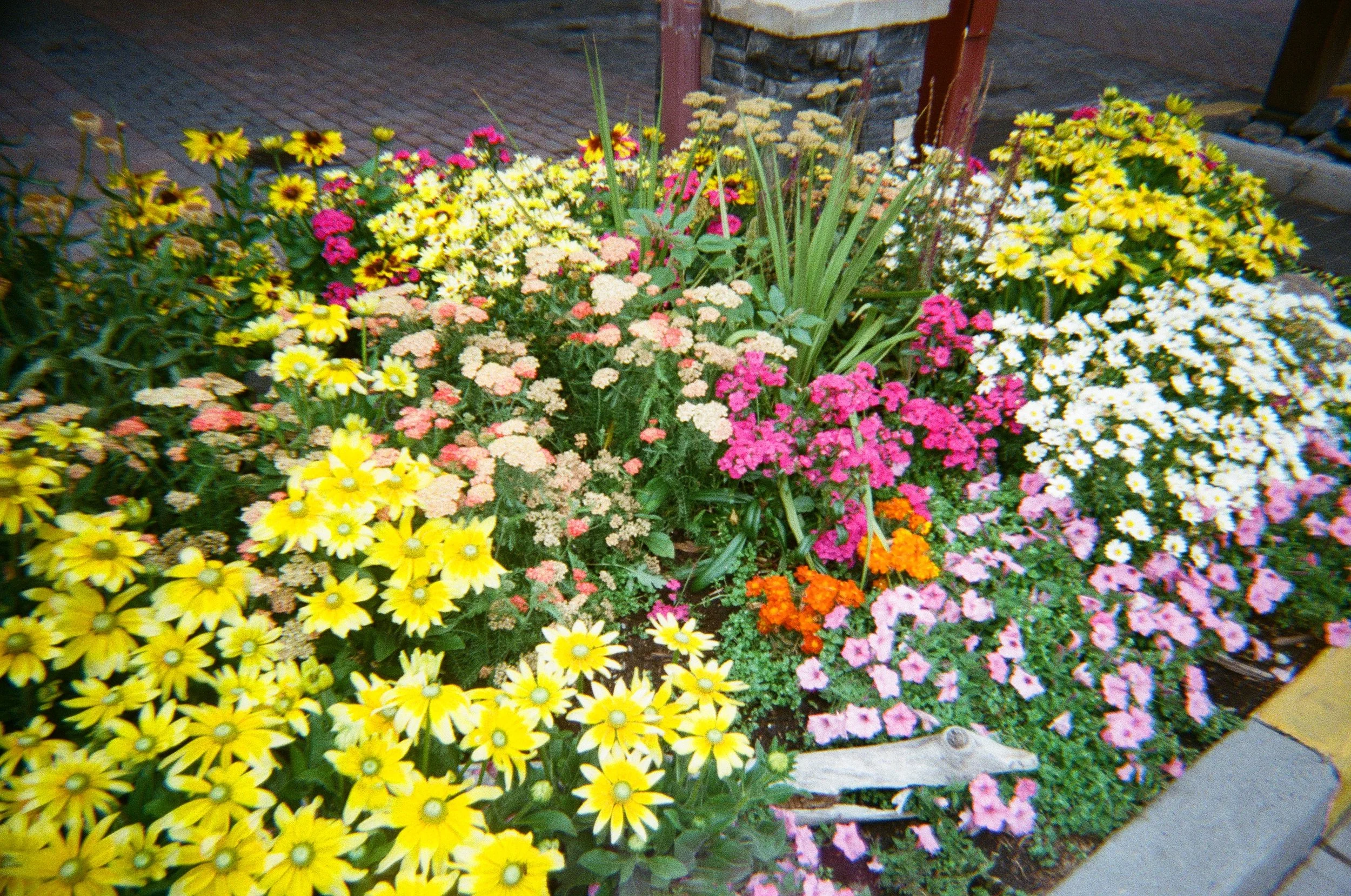 Colorful garden bed with yellow, pink, white, and orange flowers, including daisies and marigolds, next to a brick walkway and a stone structure.