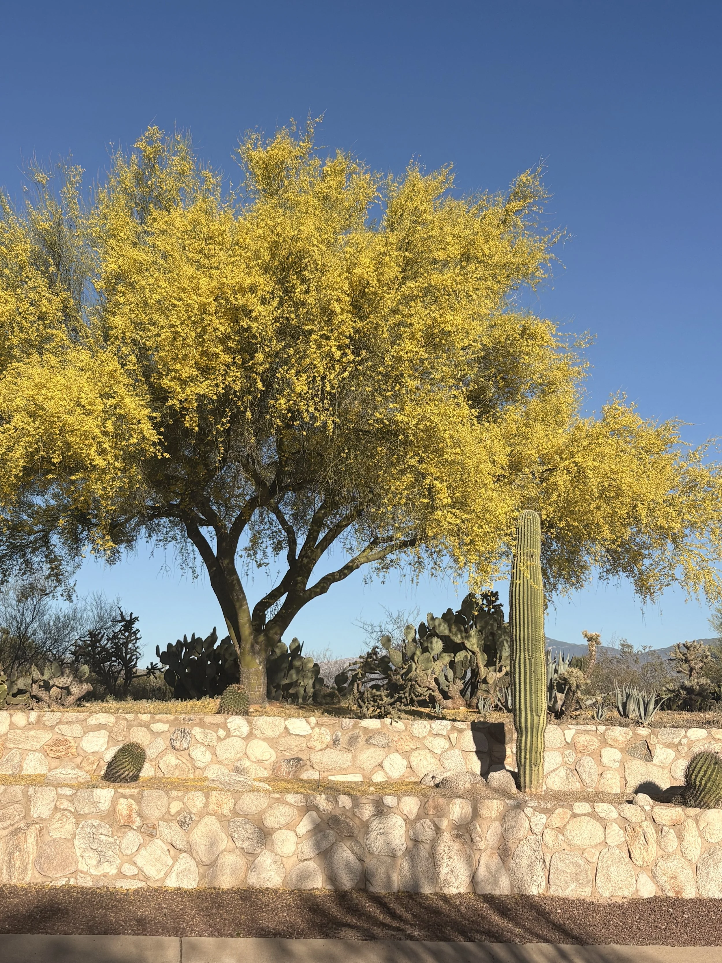 A Palo Verde in full bloom growing on a terraced ledge.