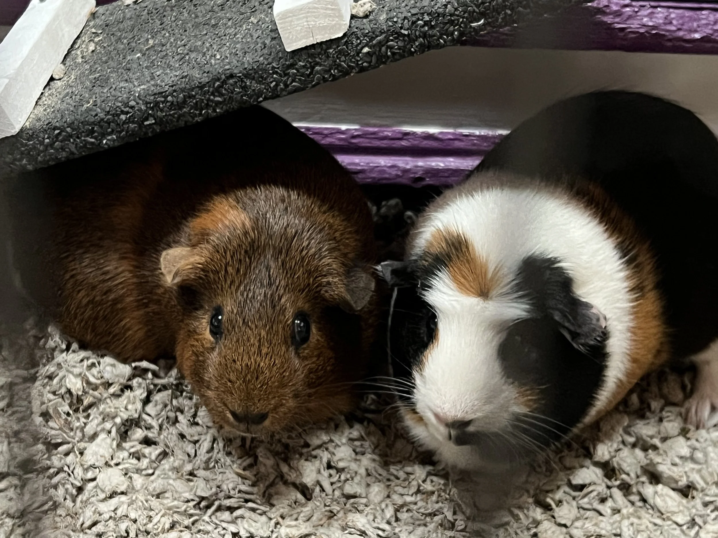 Being the Guinea Pig