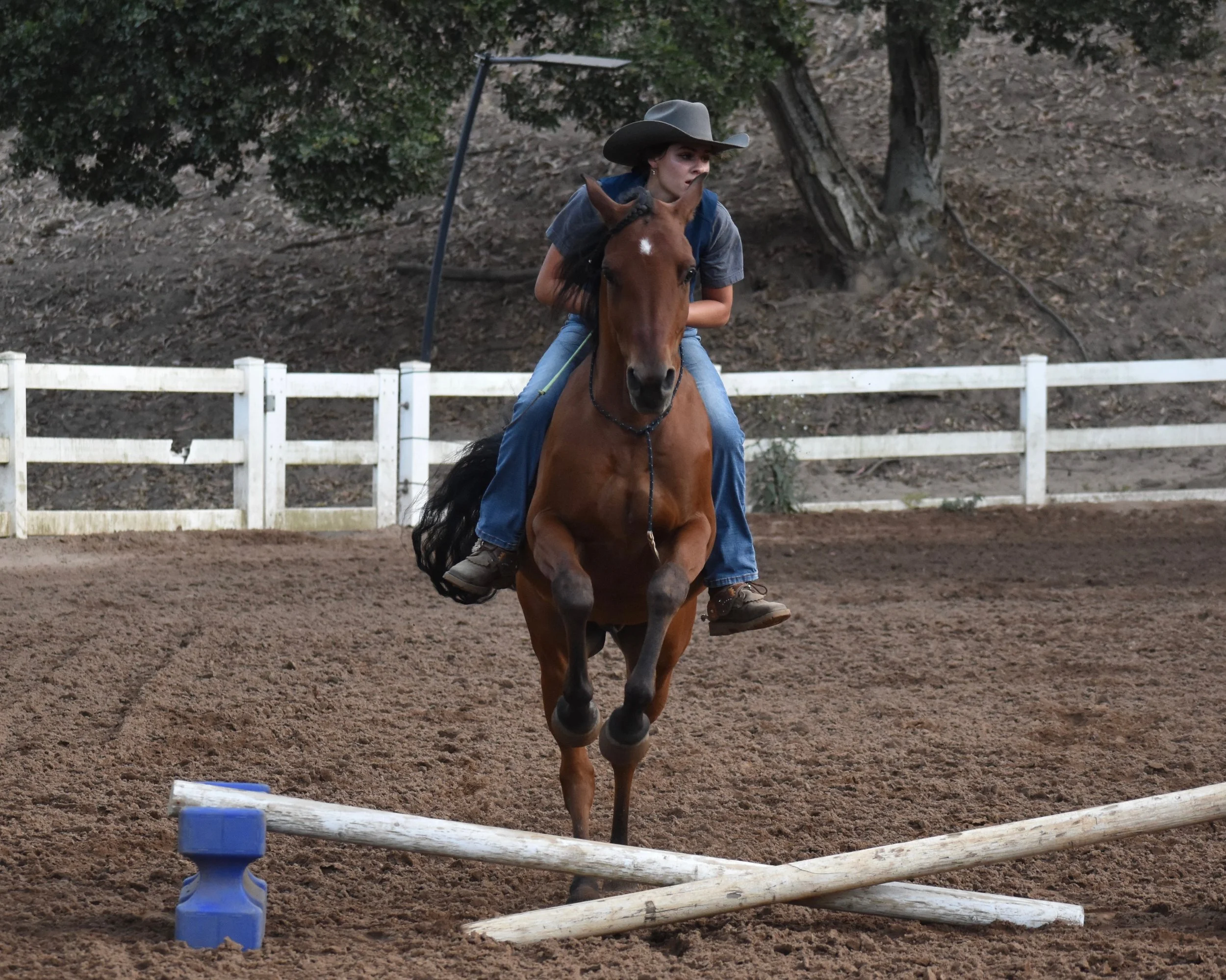 My sister jumping her horse, Martini, at liberty.