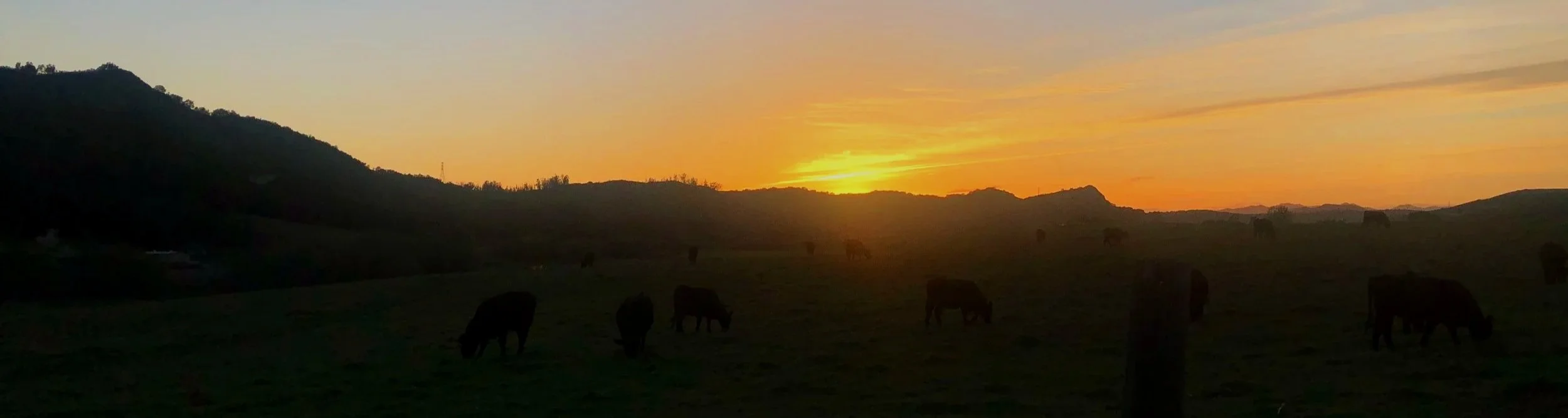California sunset with cows grazing