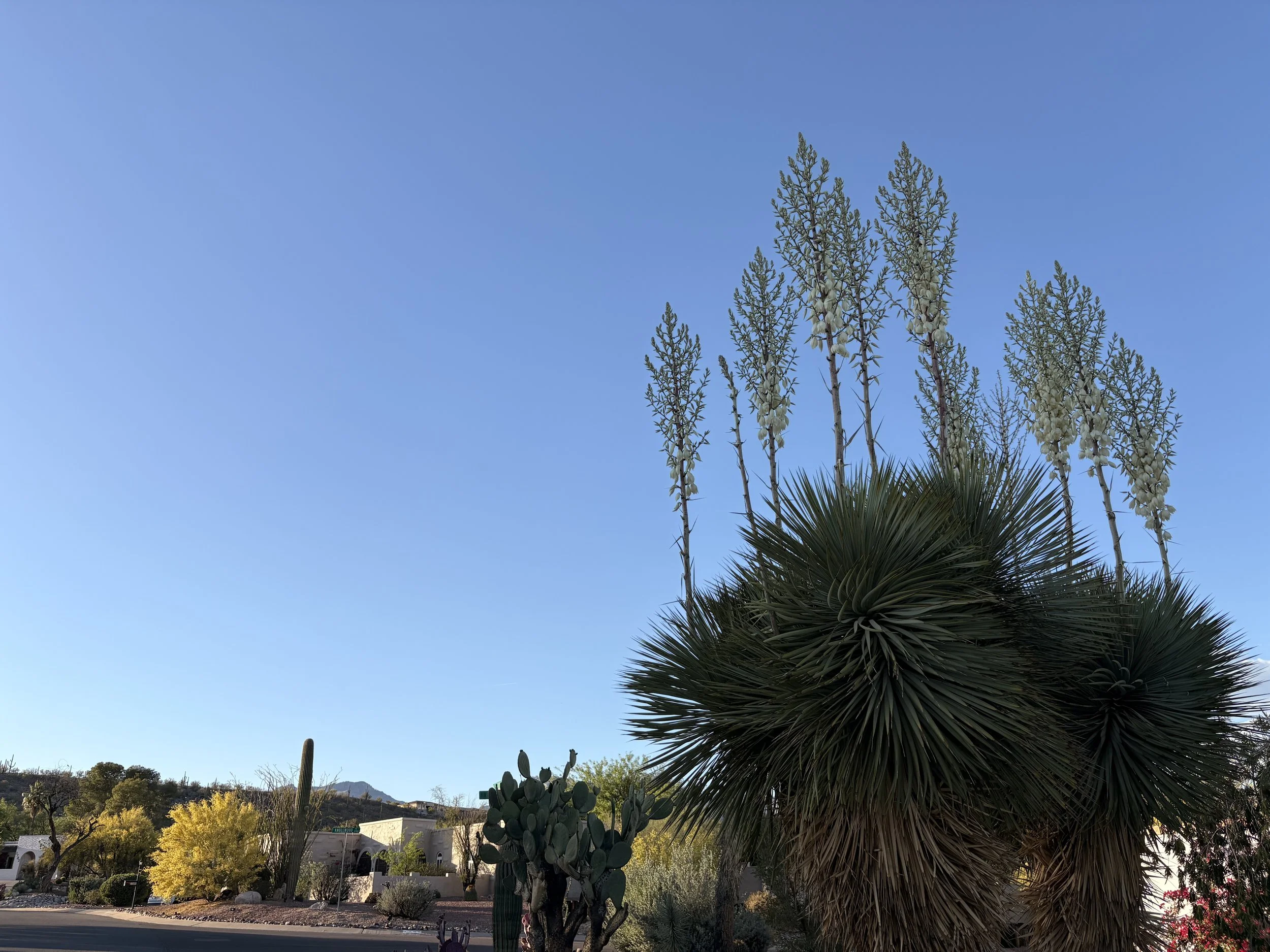 A Yucca in bloom against the blue tucson sky.