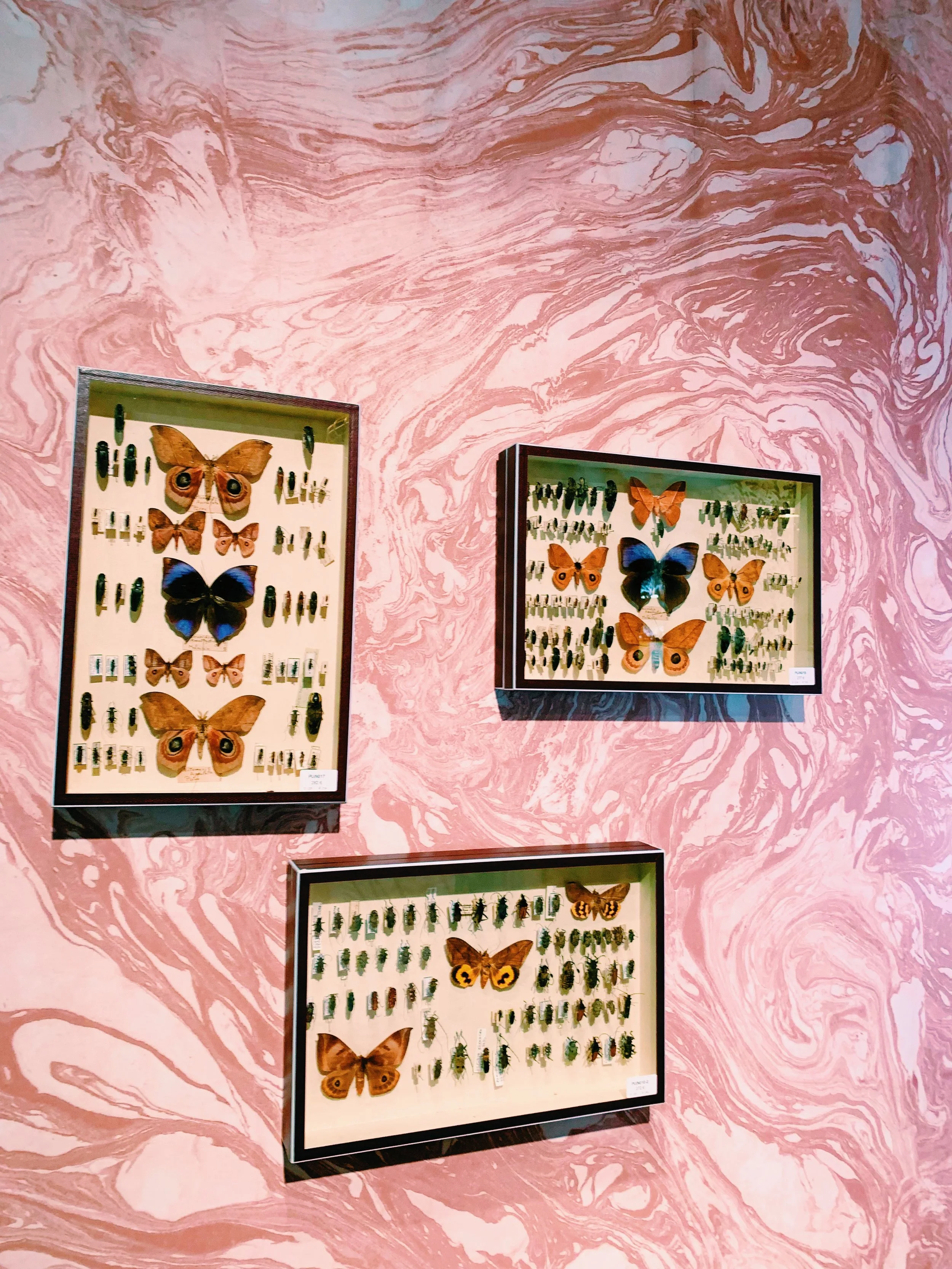 taxidermy-butterfly-wall-display-on-pink-marble-wallpaper-collection.jpg.JPEG
