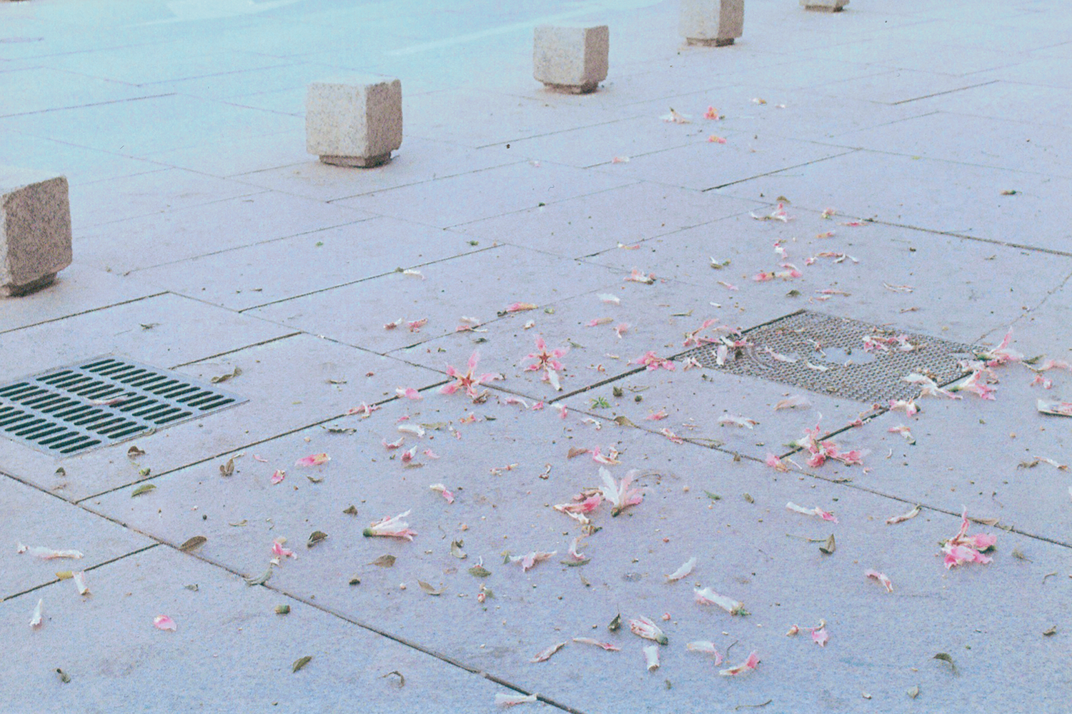 malaga-fallen-blossom-petals-pavement-35mm-film (2).png