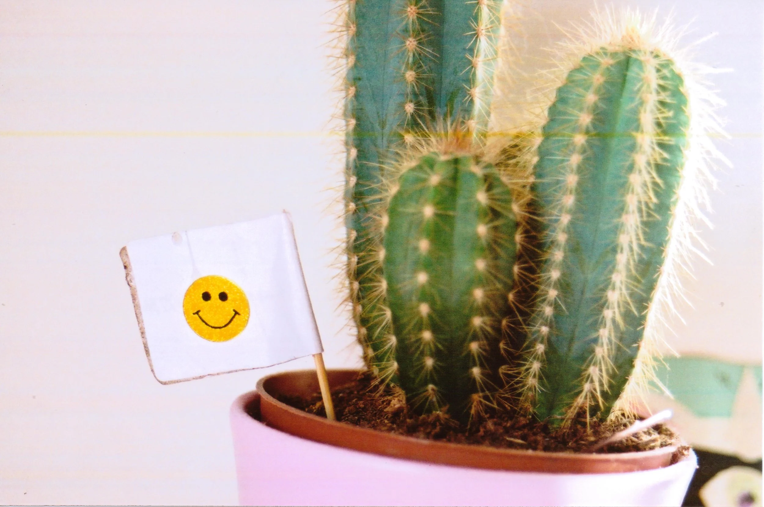 happy-cactus-35mm-film-smiley-flag-potted-plant-photography.jpg.jpg