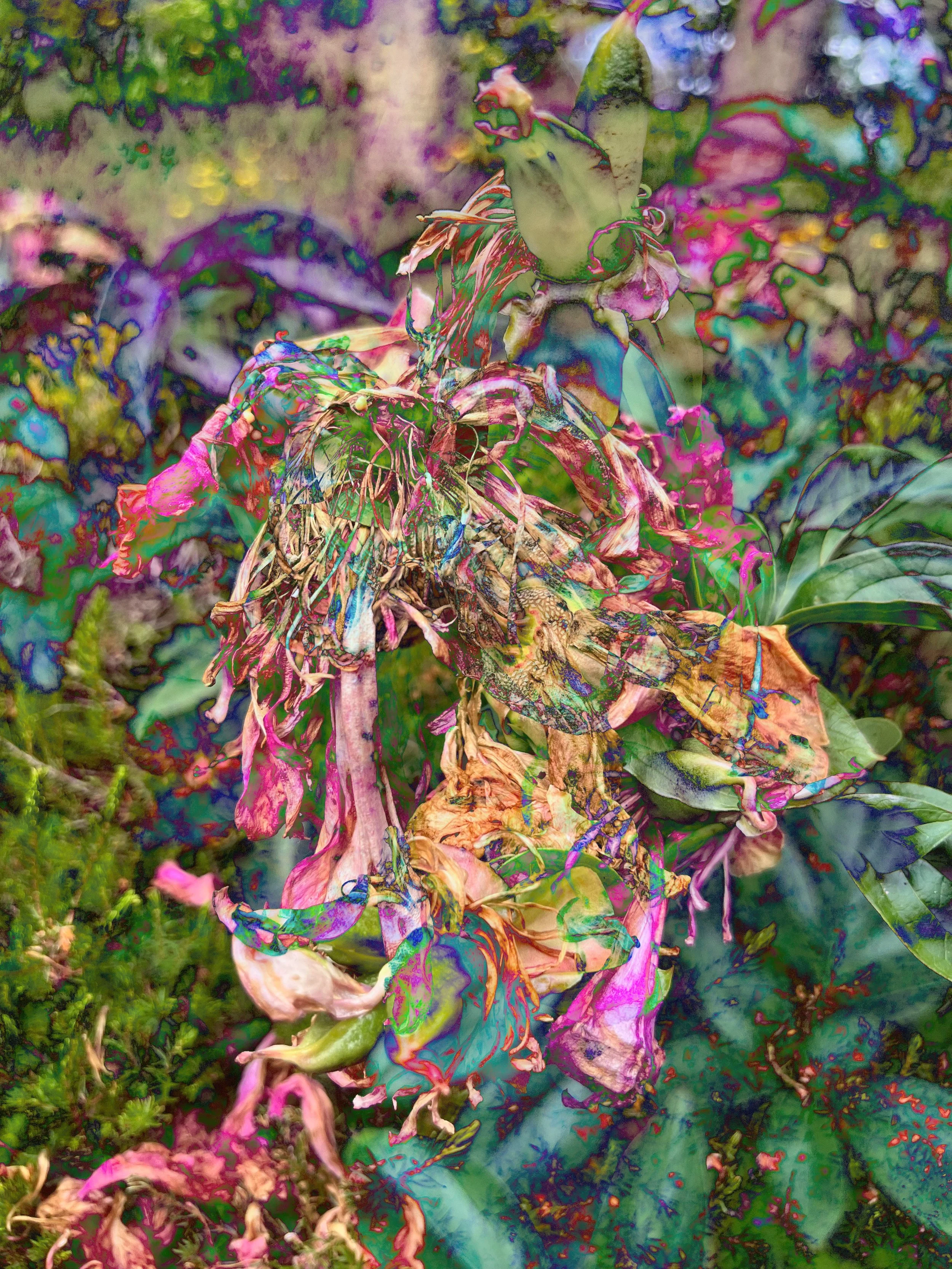 louisa-rogers-digital-collage-psychedelic-wilted-flower-artwork.jpg.JPEG