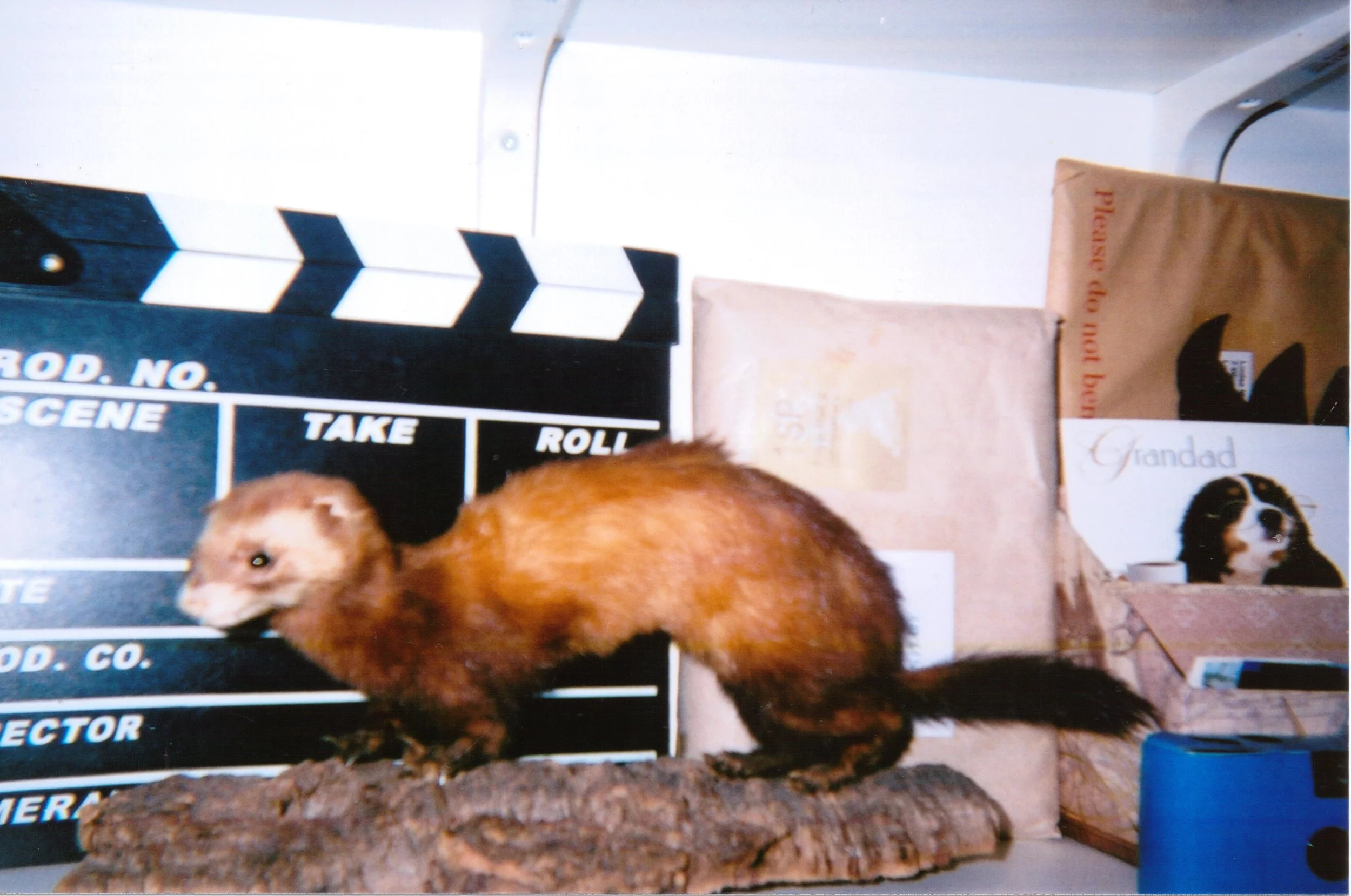 2014-girls-bedroom-detail-taxidermy-film-clapperboard-disposable-camera.jpg.jpg