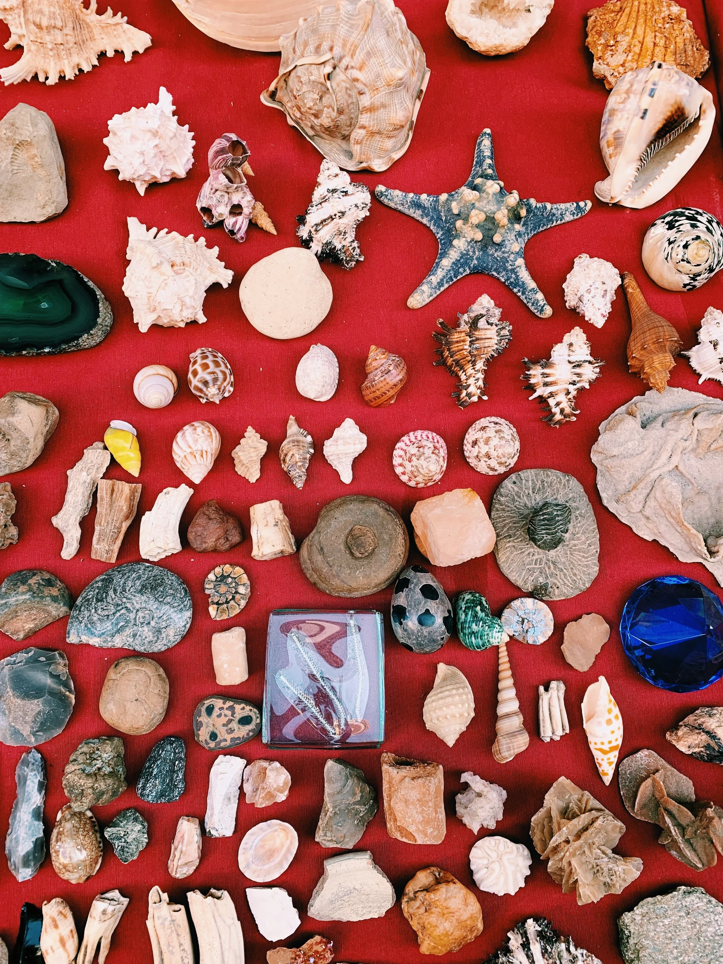 seashells-and-rocks-laid-out-on-red-cloth-collection-flatlay.jpg.JPEG