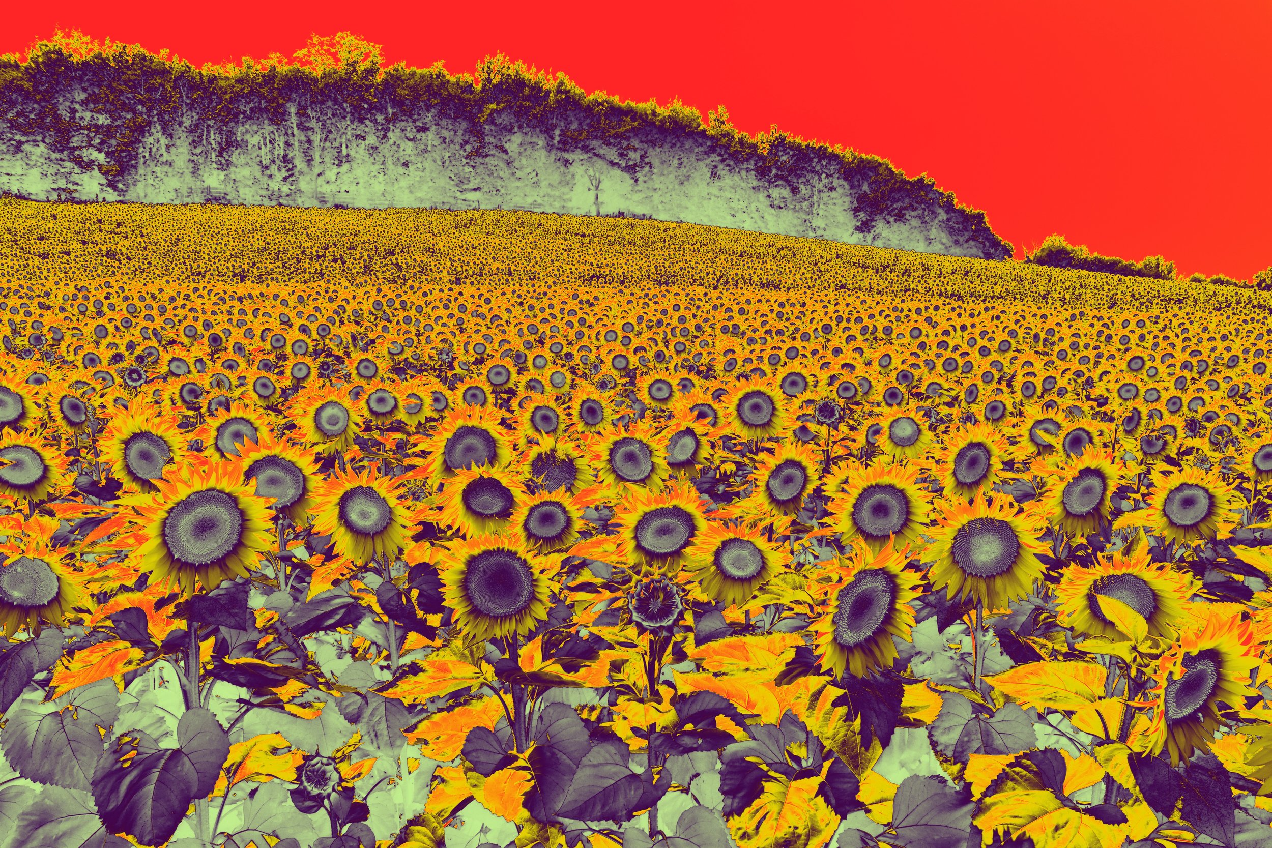 psychedelic-sunflower-field-france-surreal-landscape-pop-art-colours.jpg.JPG