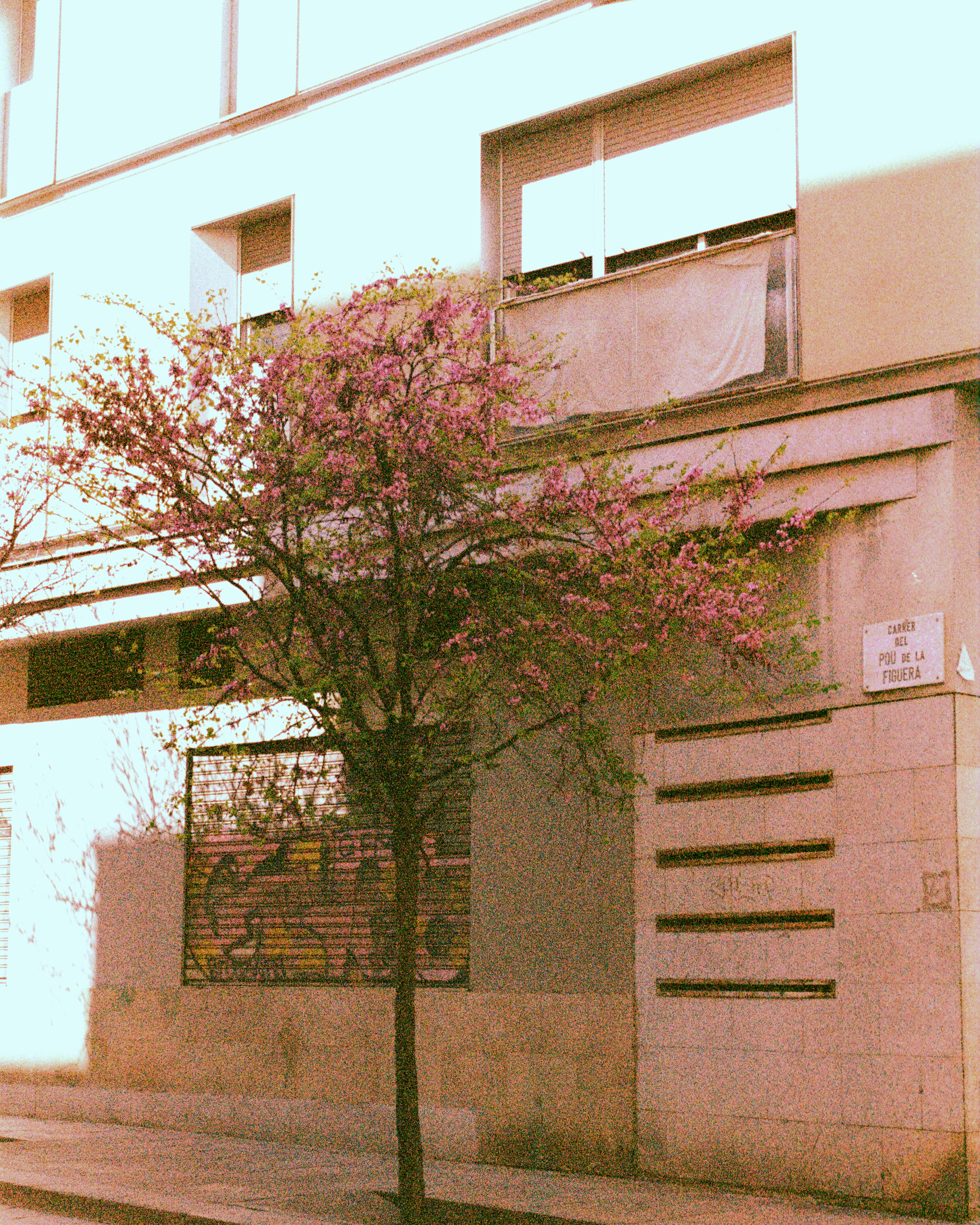 carrer-del-pou-de-la-figuera-barcelona-blossom-tree.png
