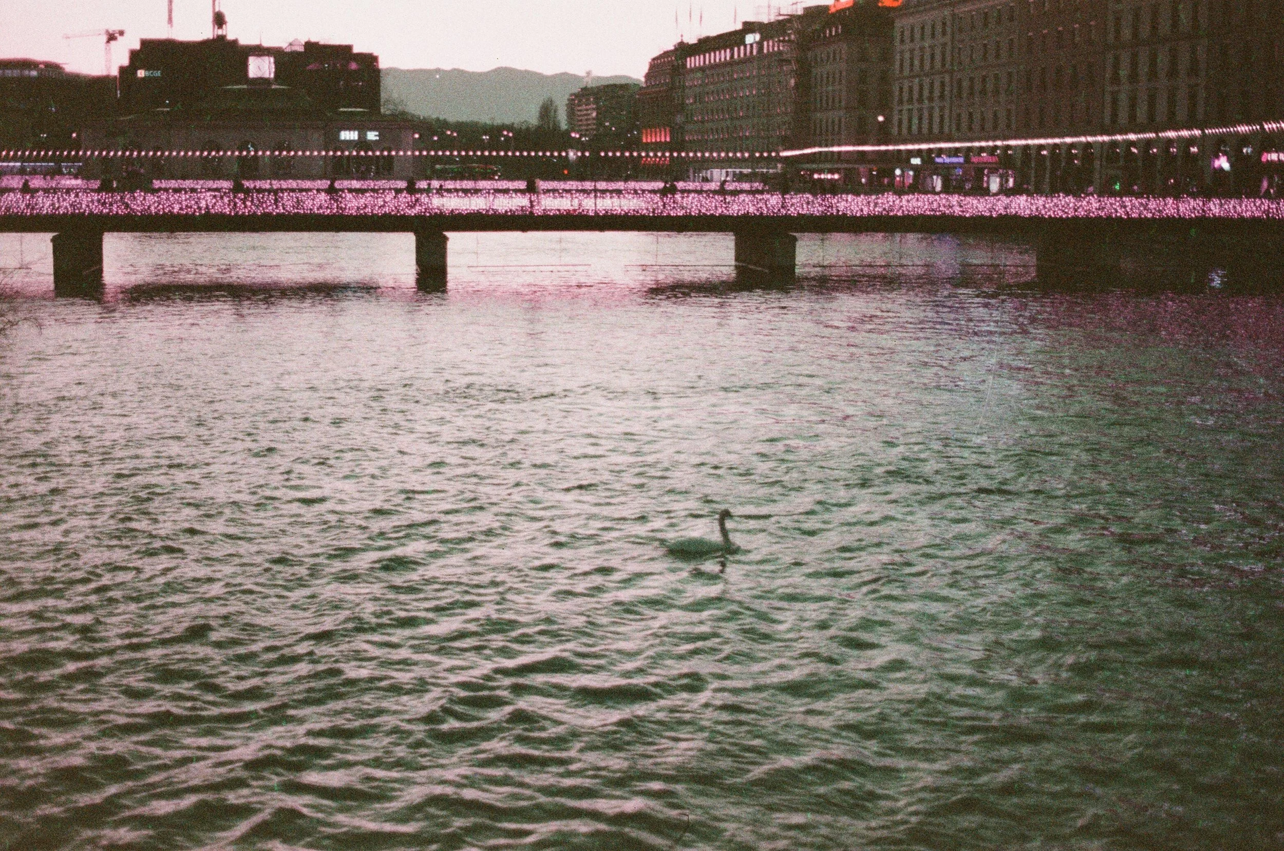 lake-geneva-swan-lomochrome-film-dusk-photography.jpg.jpg