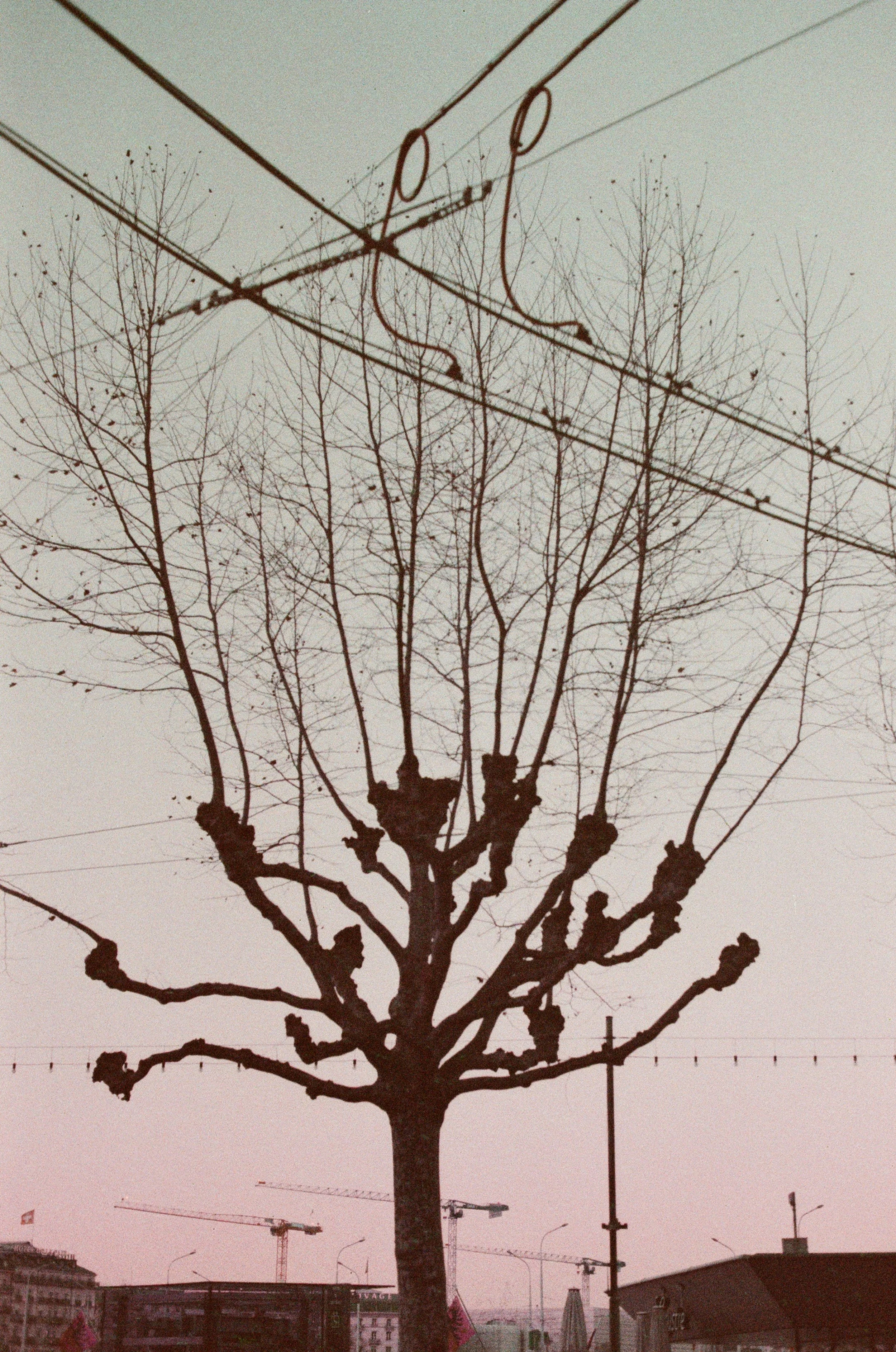 geneva-tree-dusk-sky-lomochrome-film-urban-nature.jpg.jpg