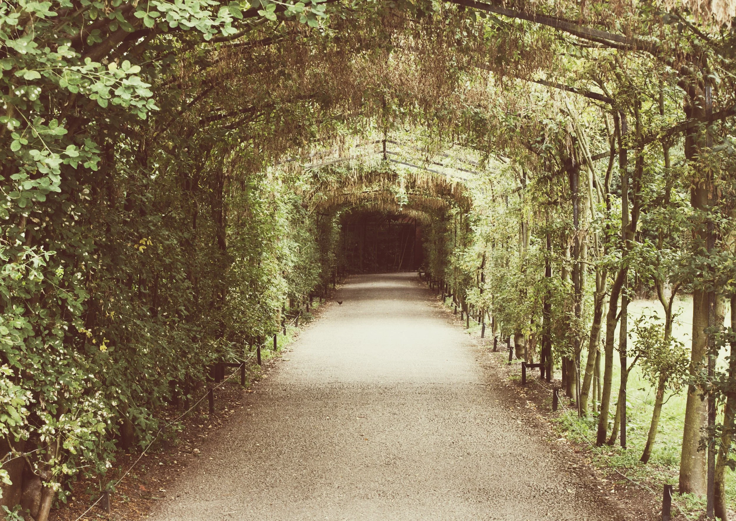 tunnel-of-trees-in-garden-arched-green-pathway.jpg