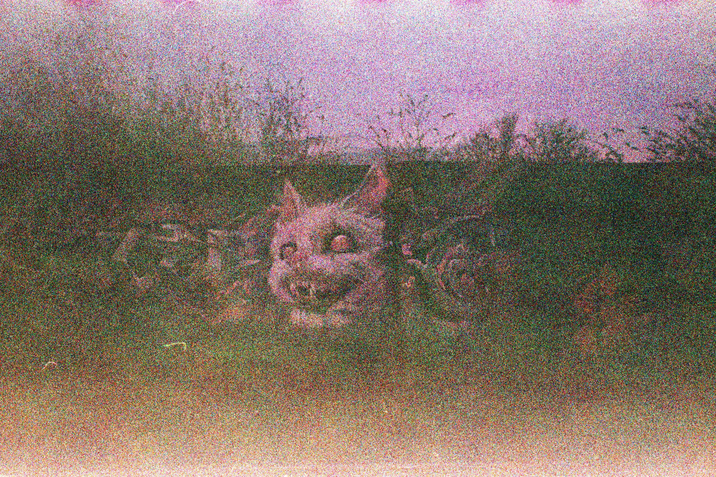 cat-street-art-expired-35mm-film-grain (1).jpg