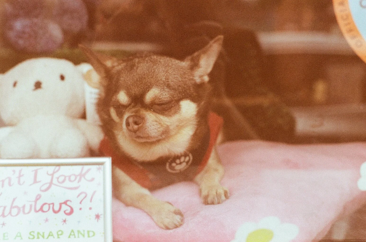 sleeping-tiny-chihuahua-in-window.jpg