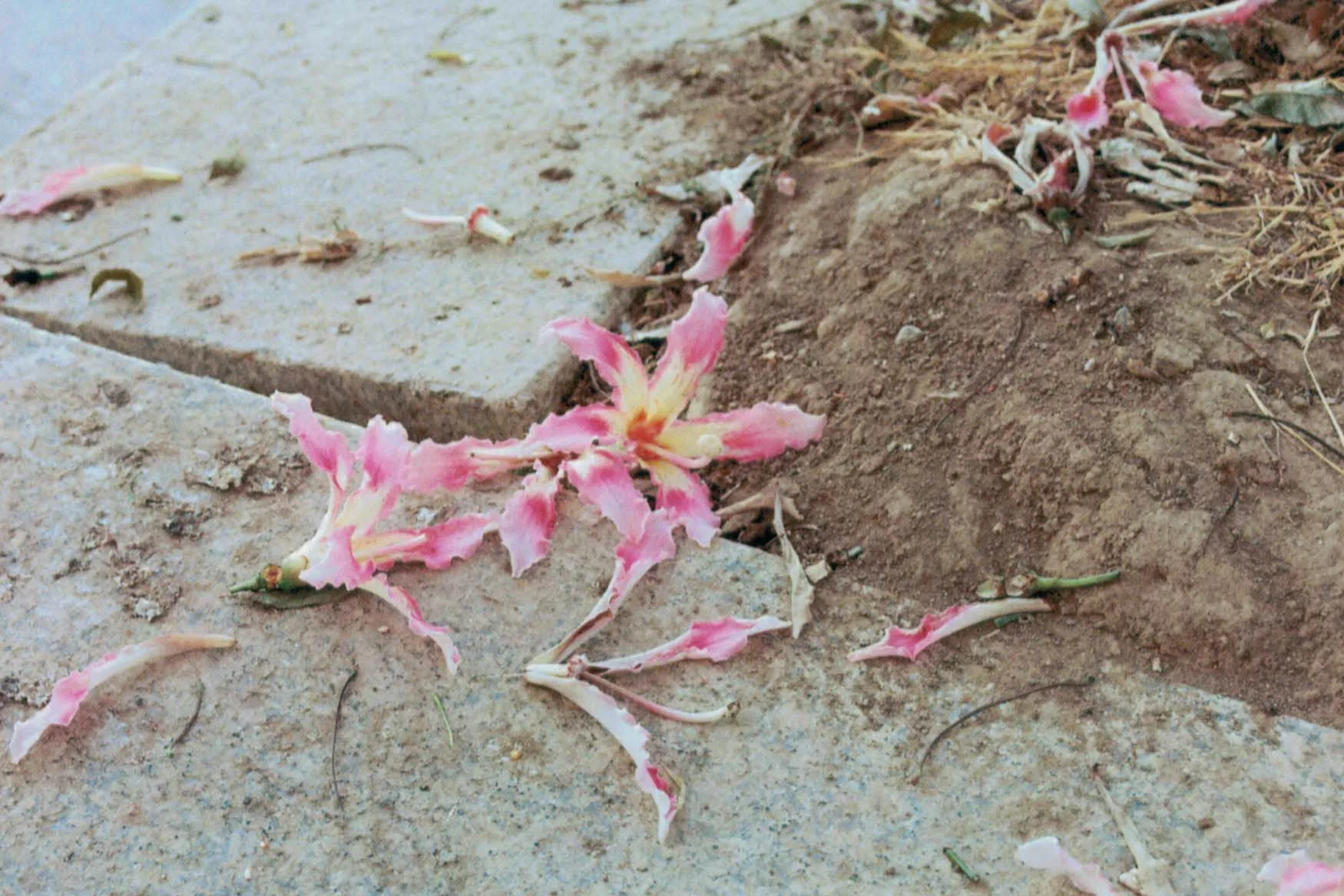 fallen-flowers-on-pavement-malaga-spain-street-photography.jpg.jpg