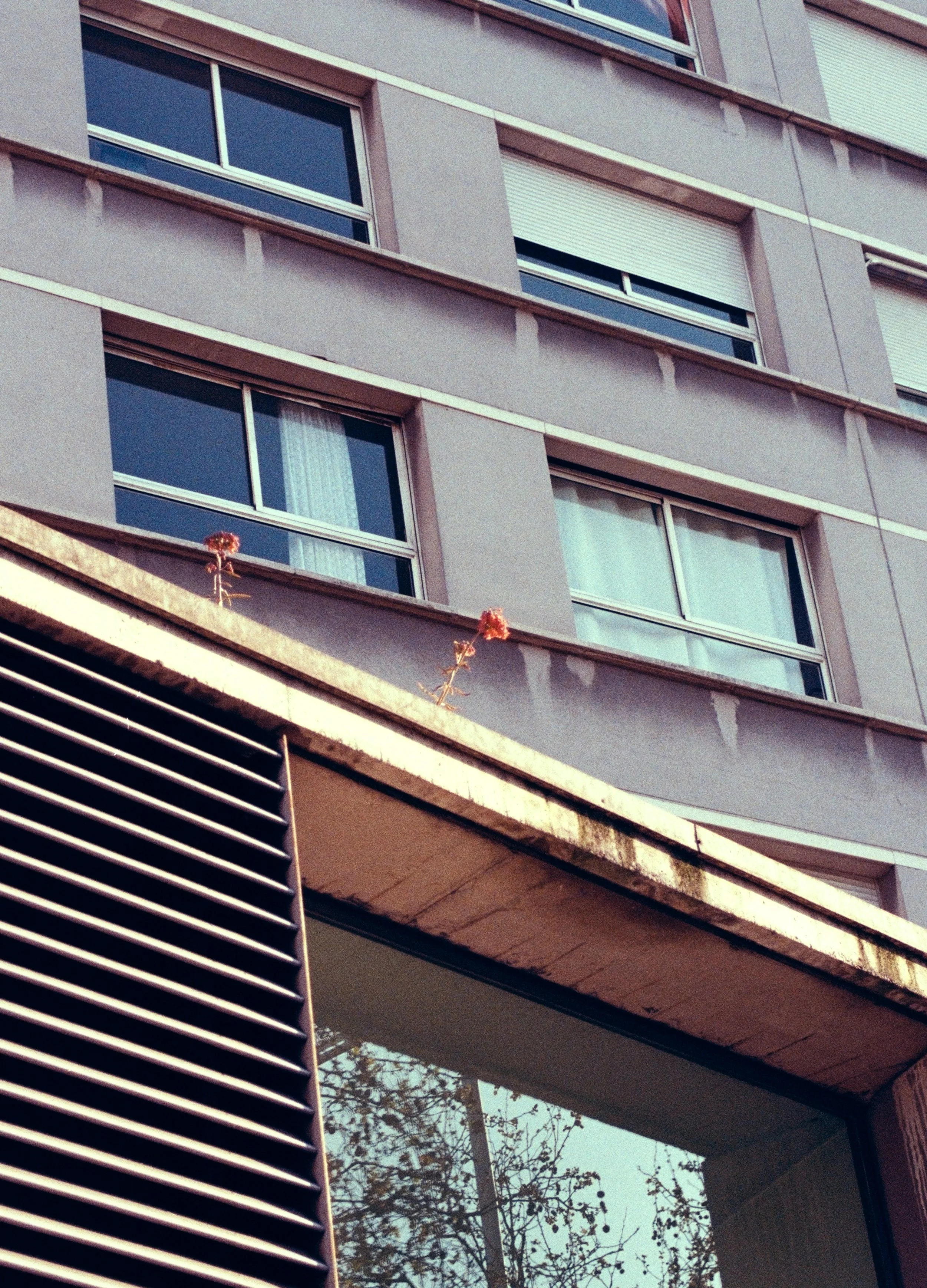 barcelona-brutalist-apartment-block-wildflowers-ledge-35mm-film.jpg.jpg