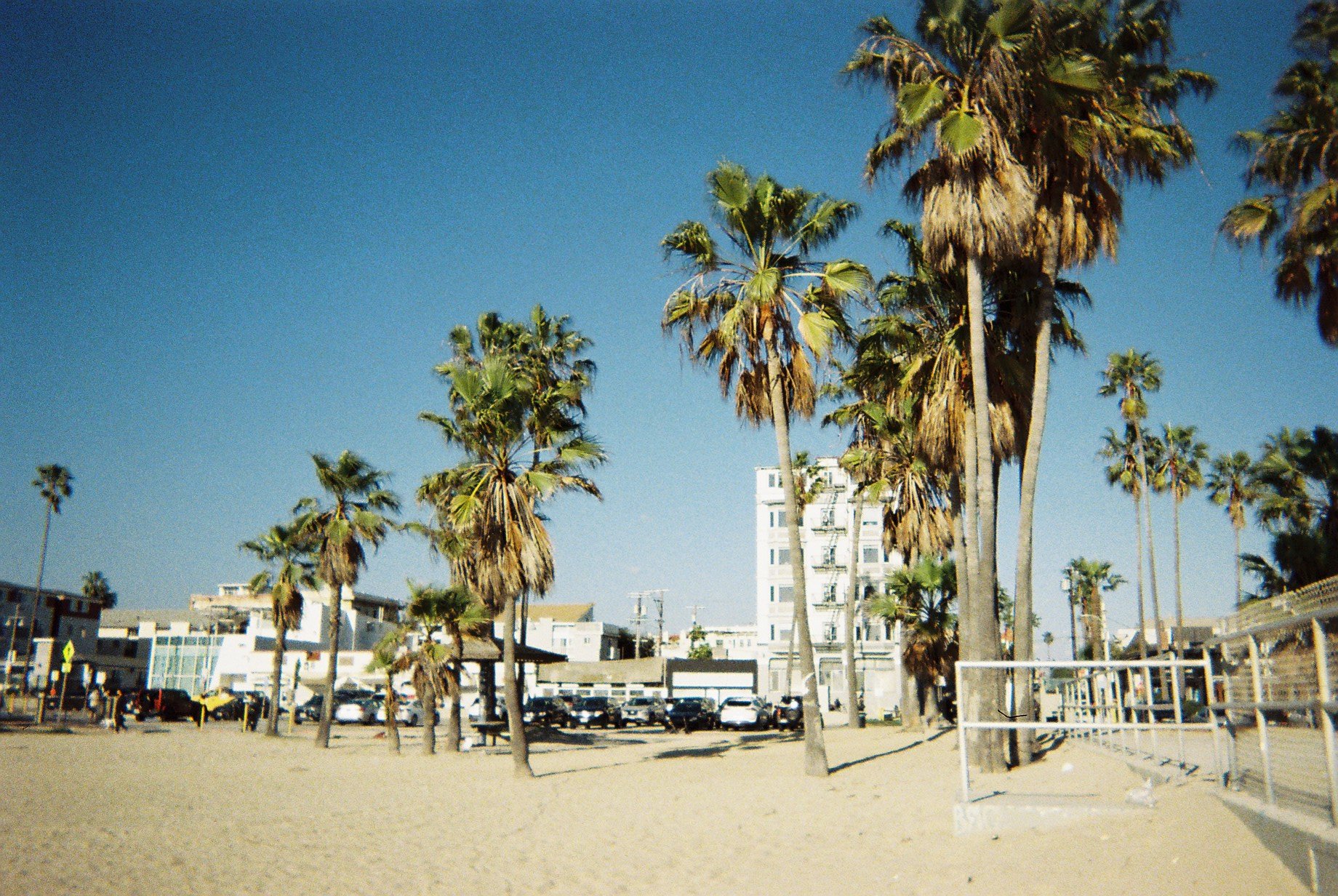 venice-beach-california-disposable-camera-palm-trees.jpg.JPG