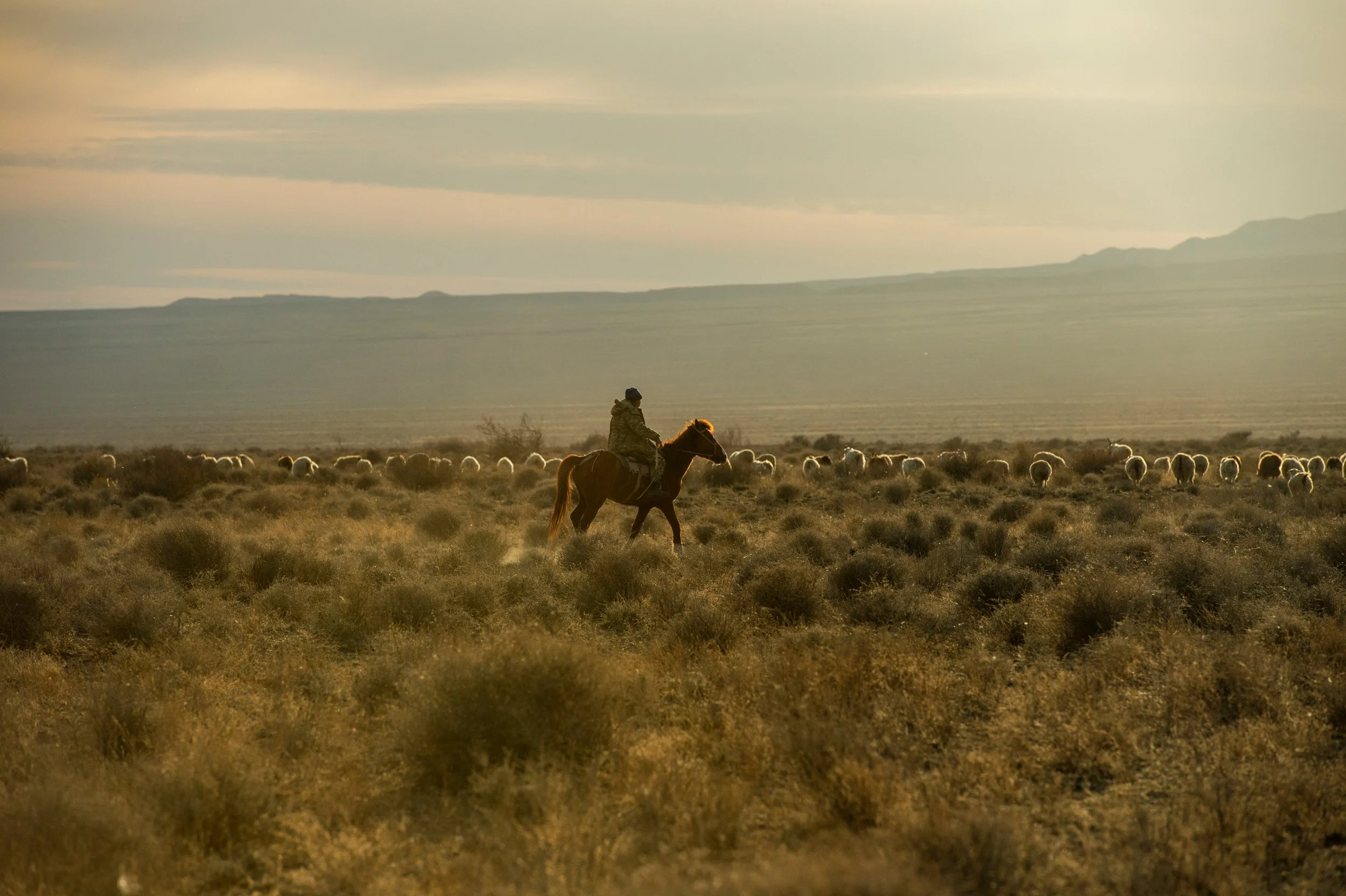 A person riding a horse across a desert landscape with sagebrush and a herd of sheep in the background.
