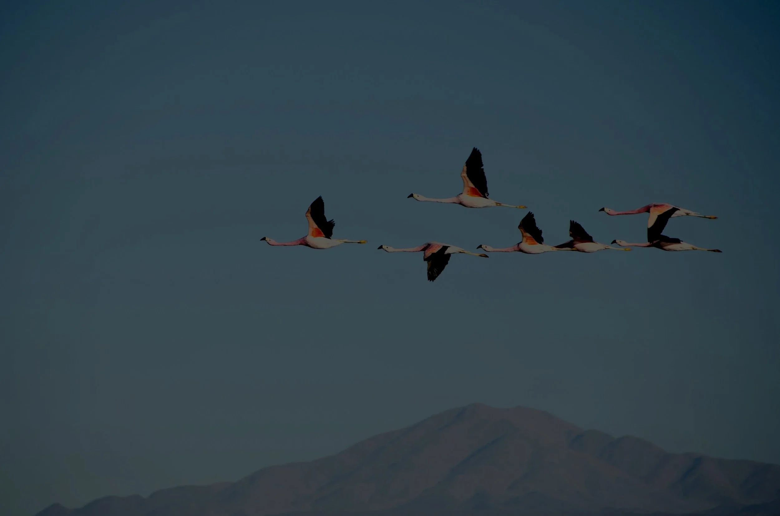 Six flamingos flying in formation over mountains during daytime.