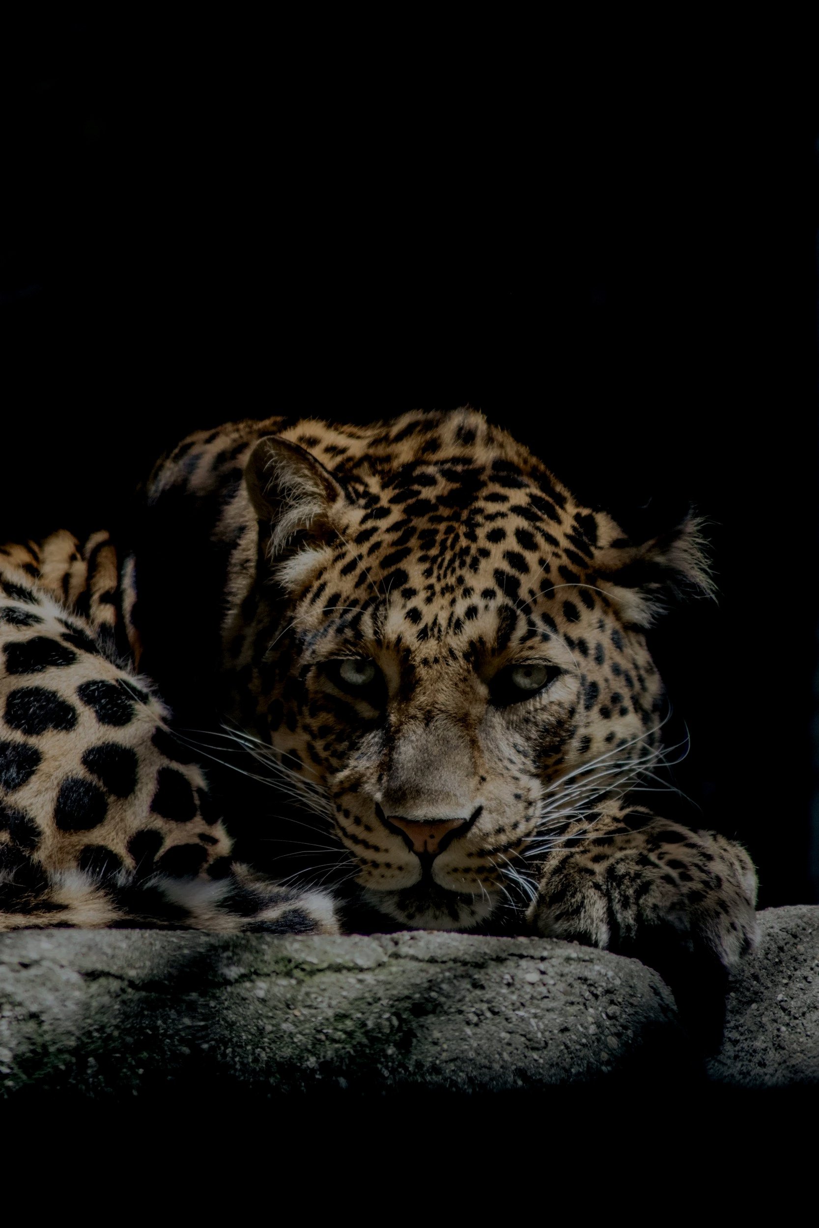 A close-up of a leopard resting on a rock, with its head lowered and piercing eyes, against a dark background.