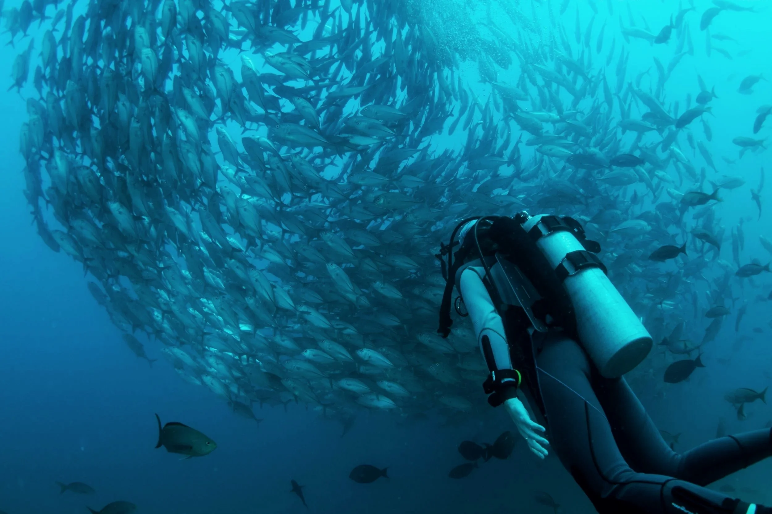 A scuba diver underwater surrounded by a large school of fish.