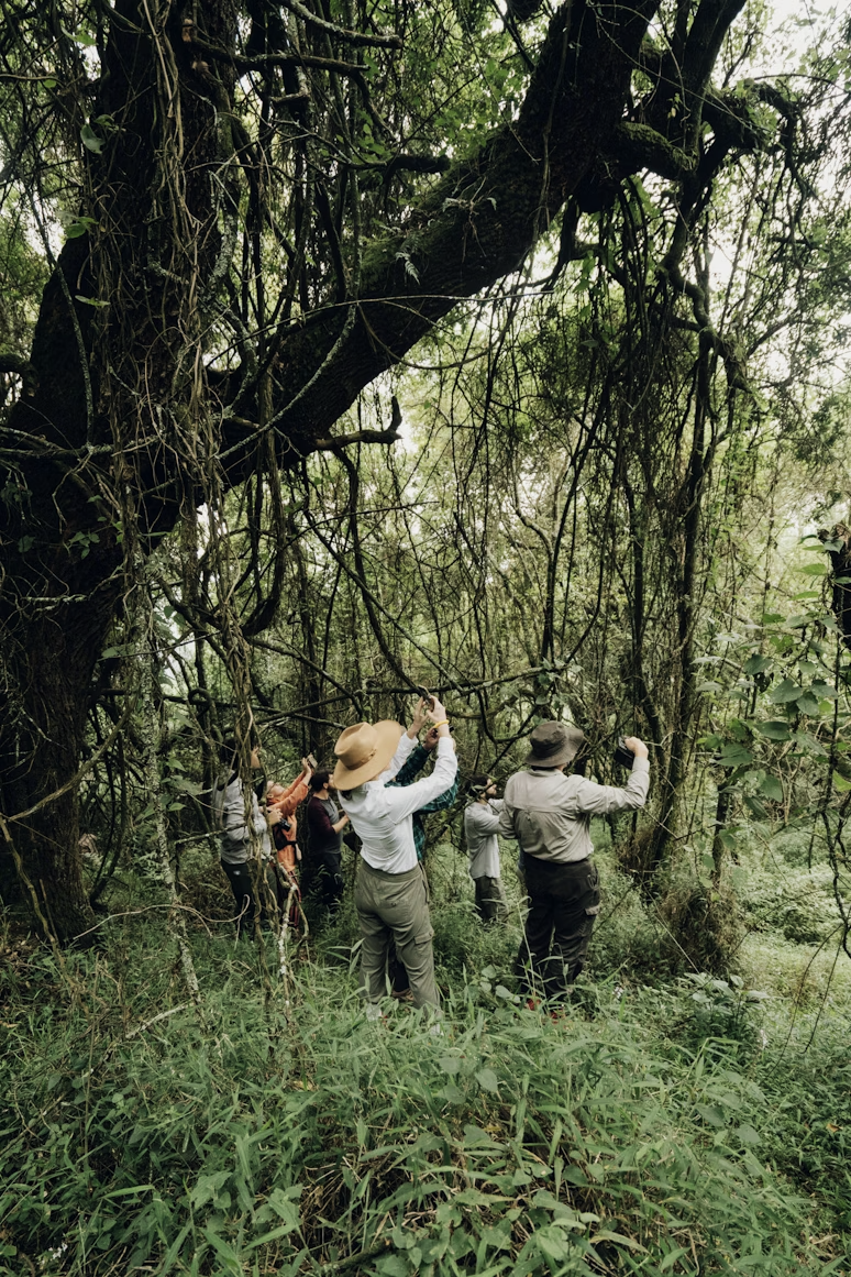 Group of people, wearing hats and outdoor clothing, exploring a dense, green forest with large trees and vines.