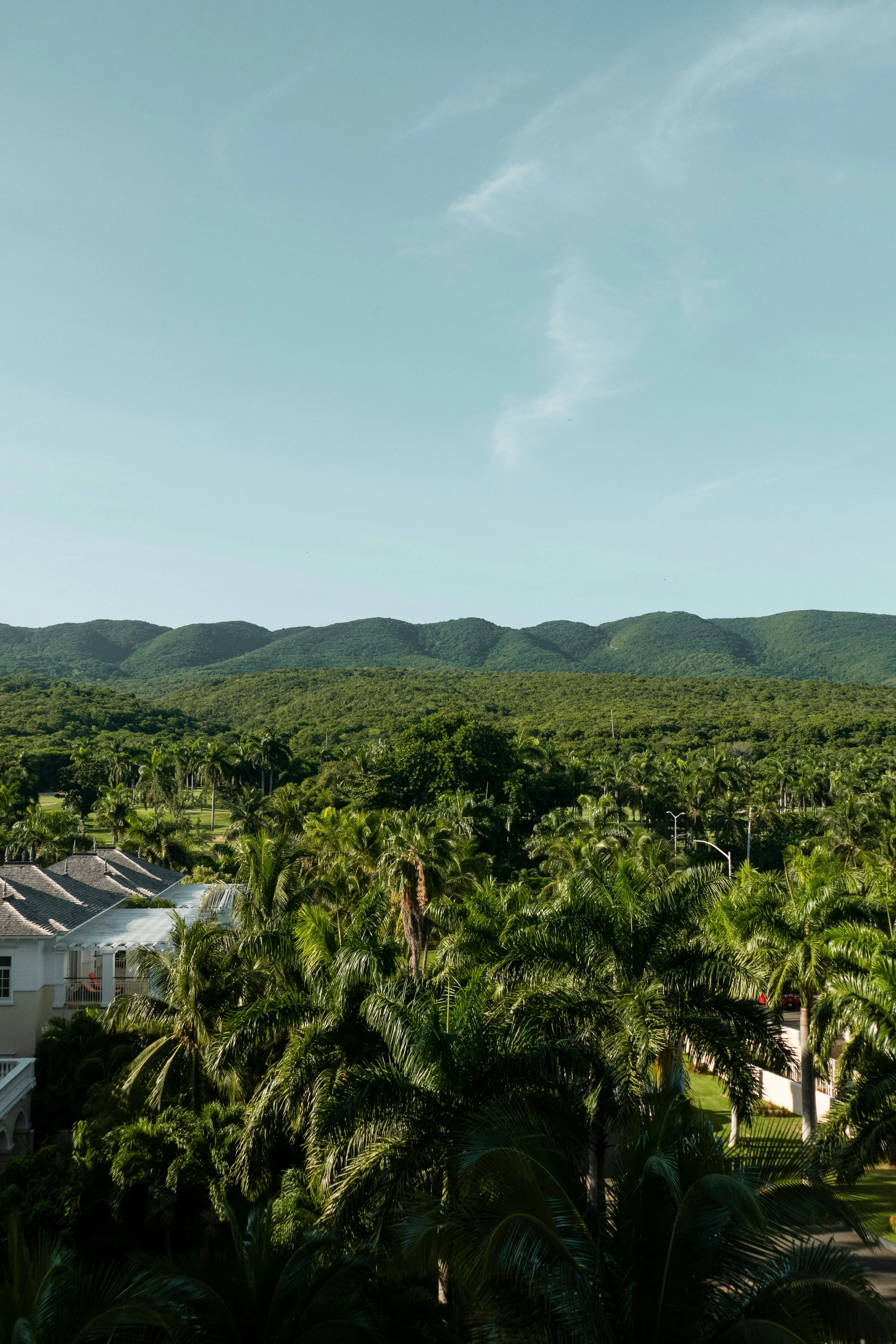 View of lush green palm trees in a residential neighborhood with mountains in the background and a clear blue sky.