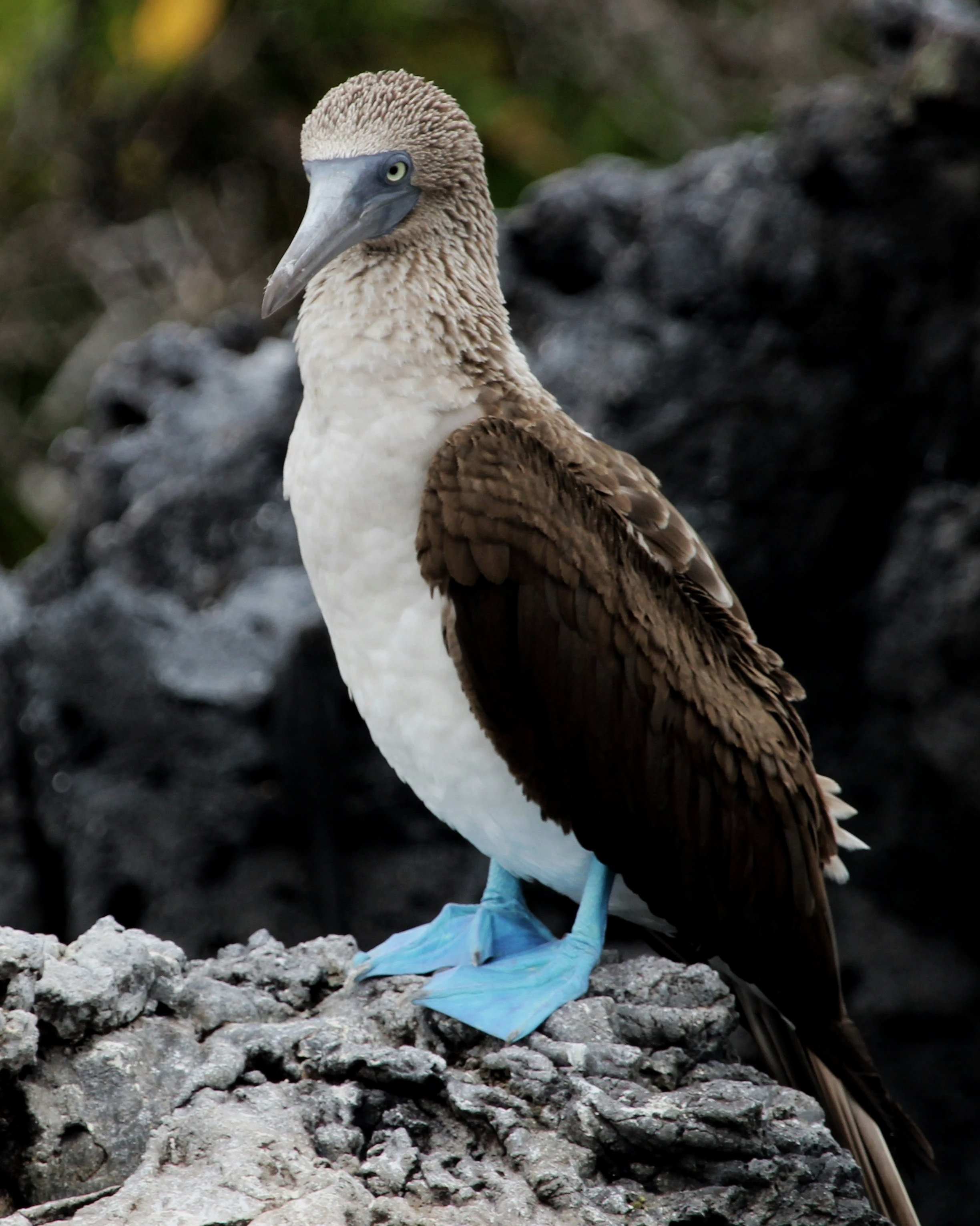 A blue-footed booby bird standing on rocky ground with dark volcanic rocks in the background.