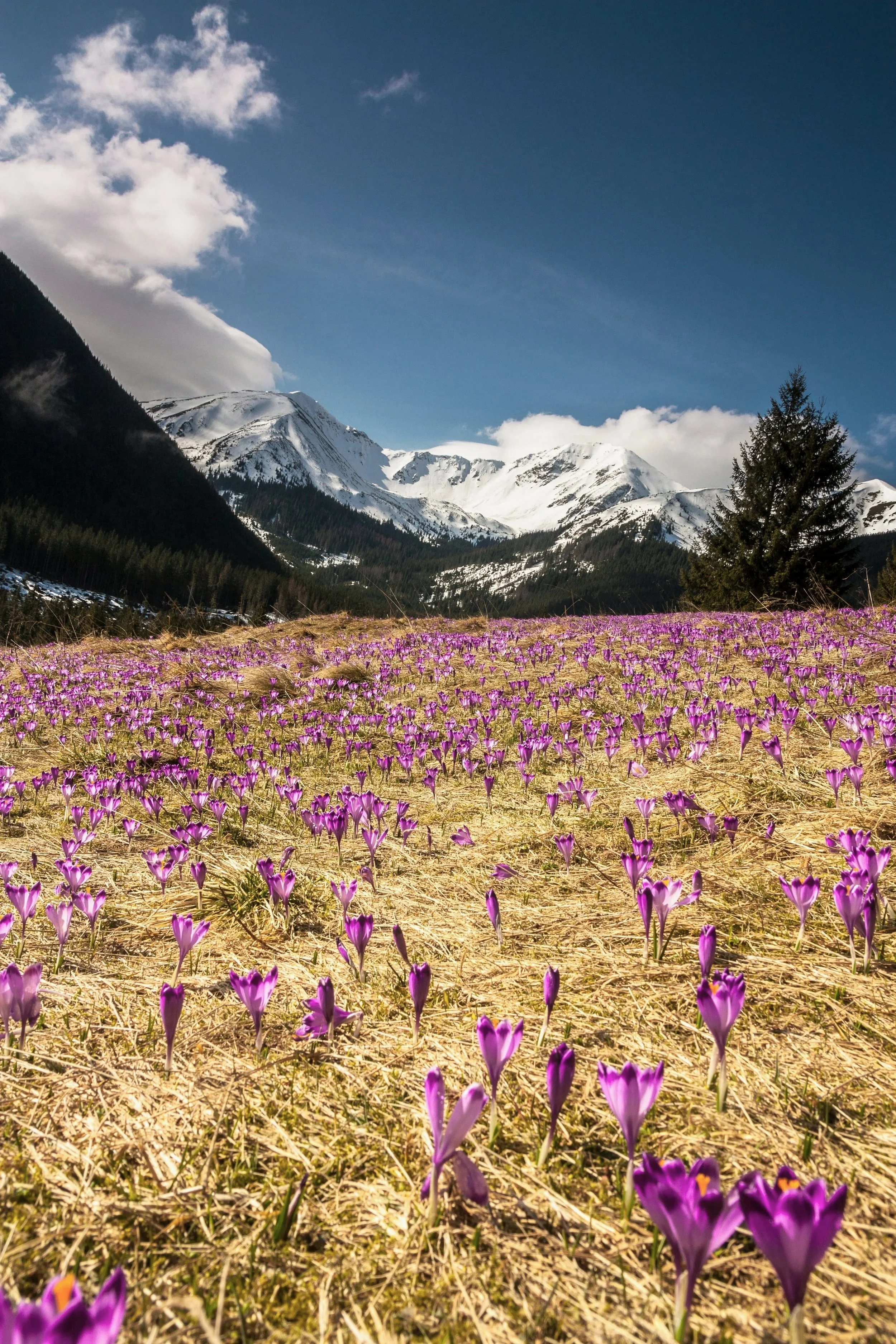 A field of purple crocuses in front of snow-capped mountains under a blue sky with clouds.
