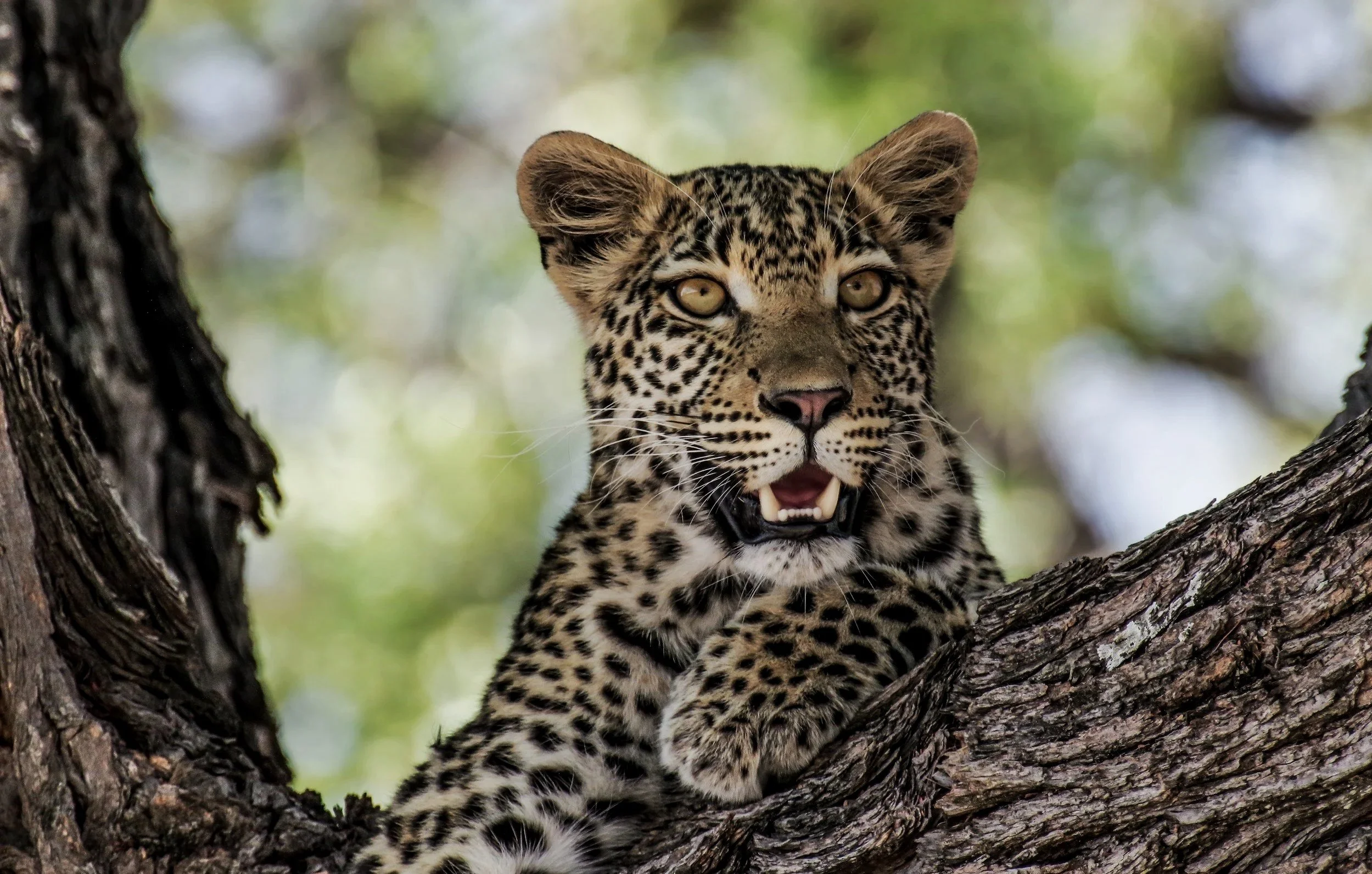 A young leopard with a spotted coat resting on a tree branch, looking alert with its mouth slightly open.