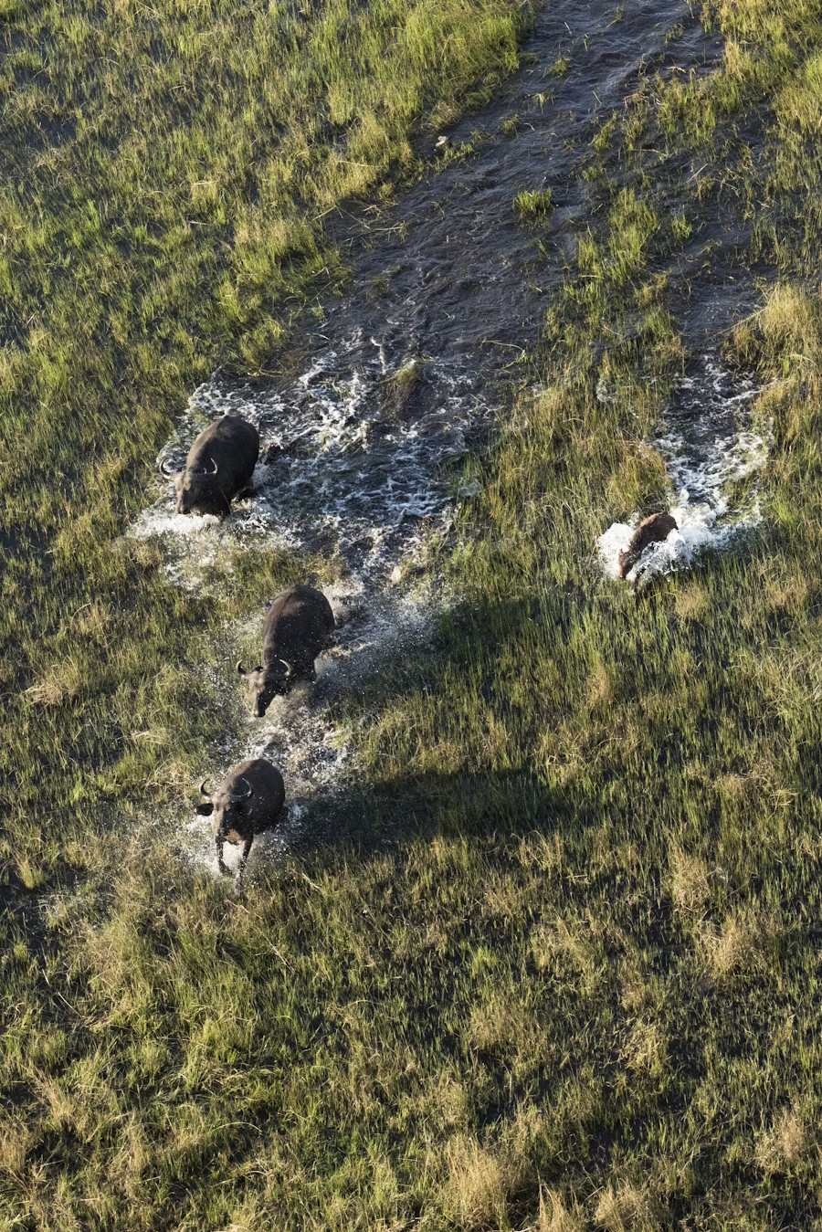 Three buffalo running through a muddy waterway in a grassy field.