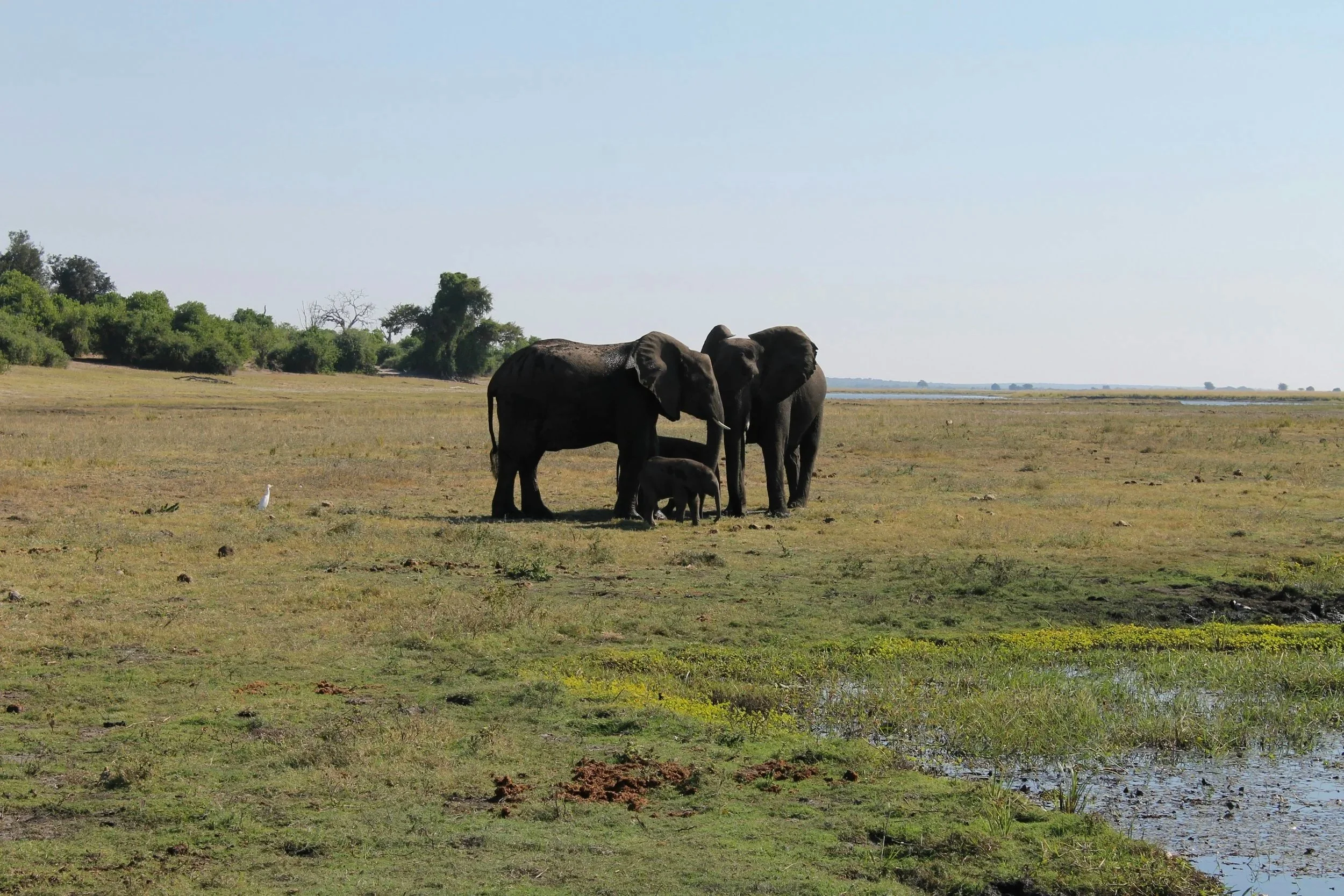 A herd of elephants, including adults and a baby, standing on a grassy plain with a body of water in the foreground and trees in the background.