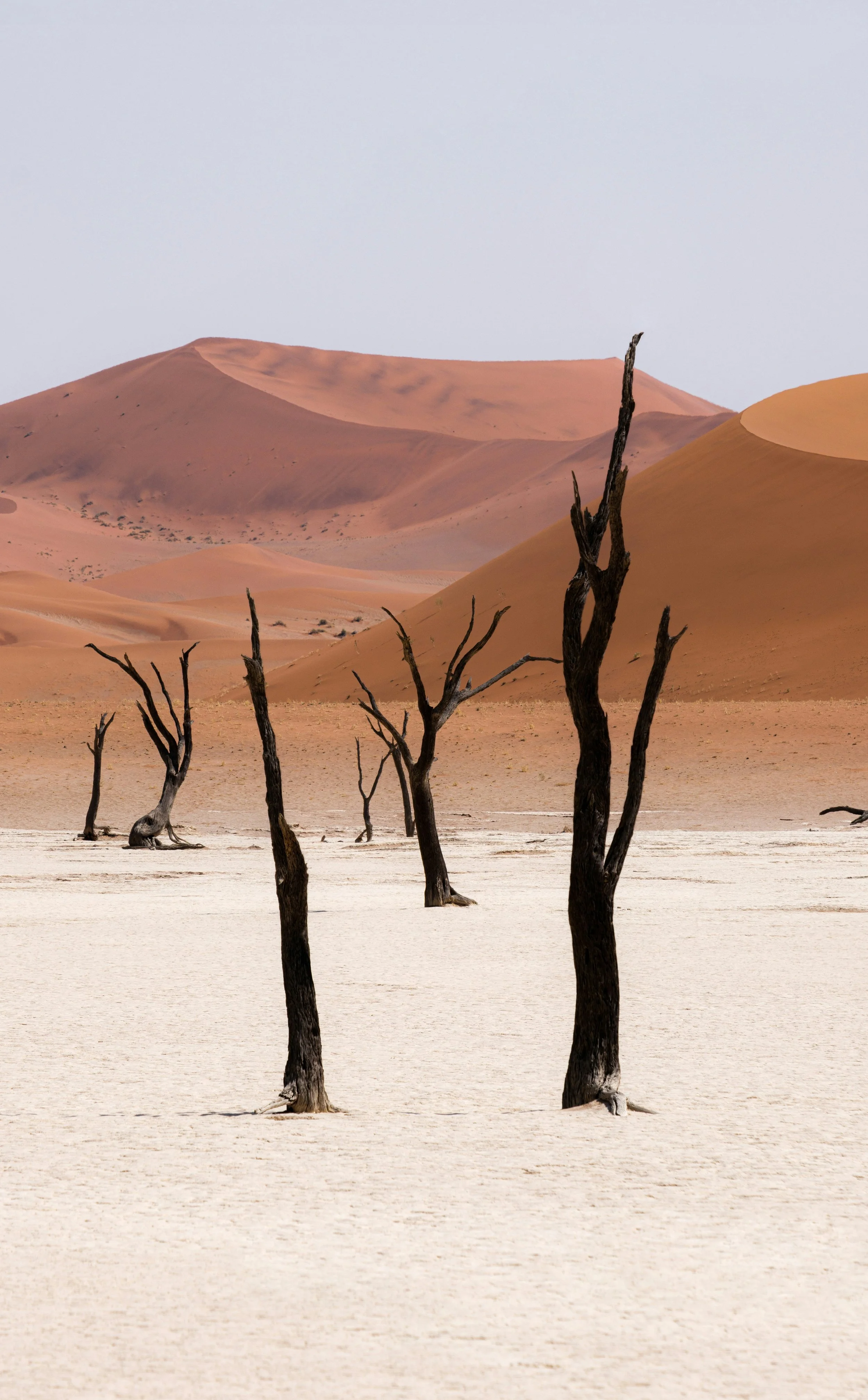 Dead trees standing in a dry, cracked desert with sand dunes and mountains in the background.