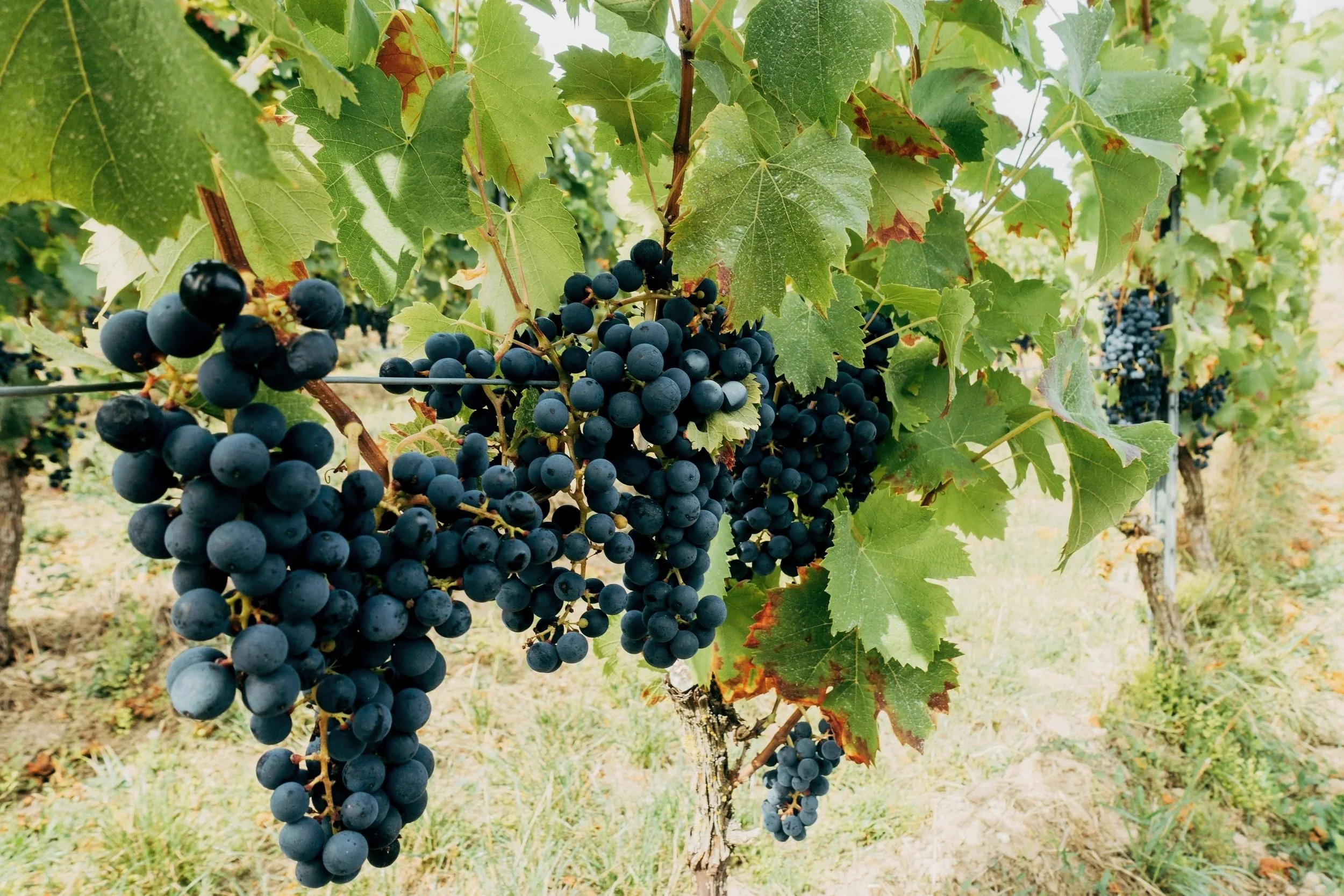 Clusters of ripe black grapes hanging from grapevines in a vineyard.