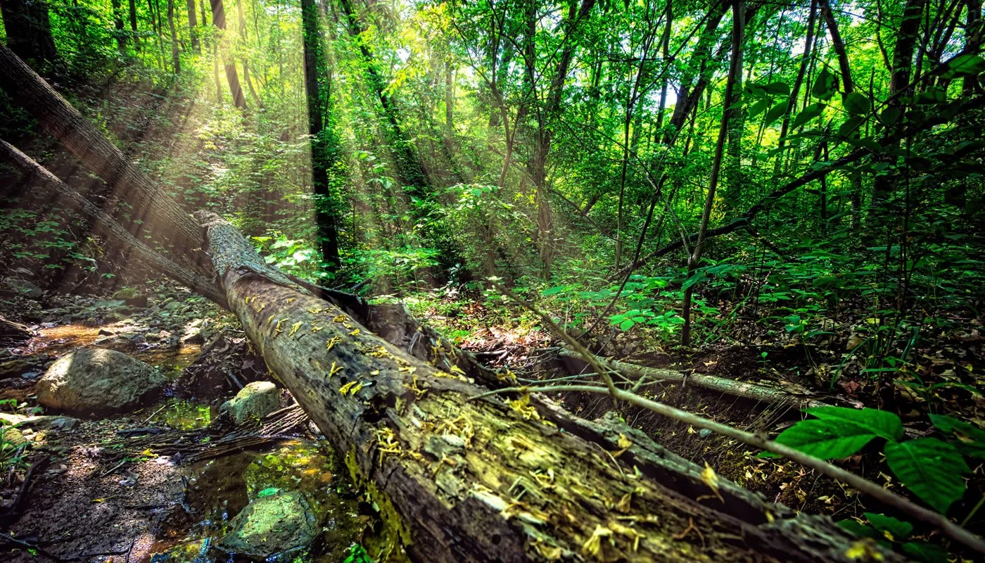 Forest Bathing: Benefits and How to Get Started