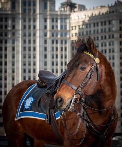 Chicago Police Mounted Unit