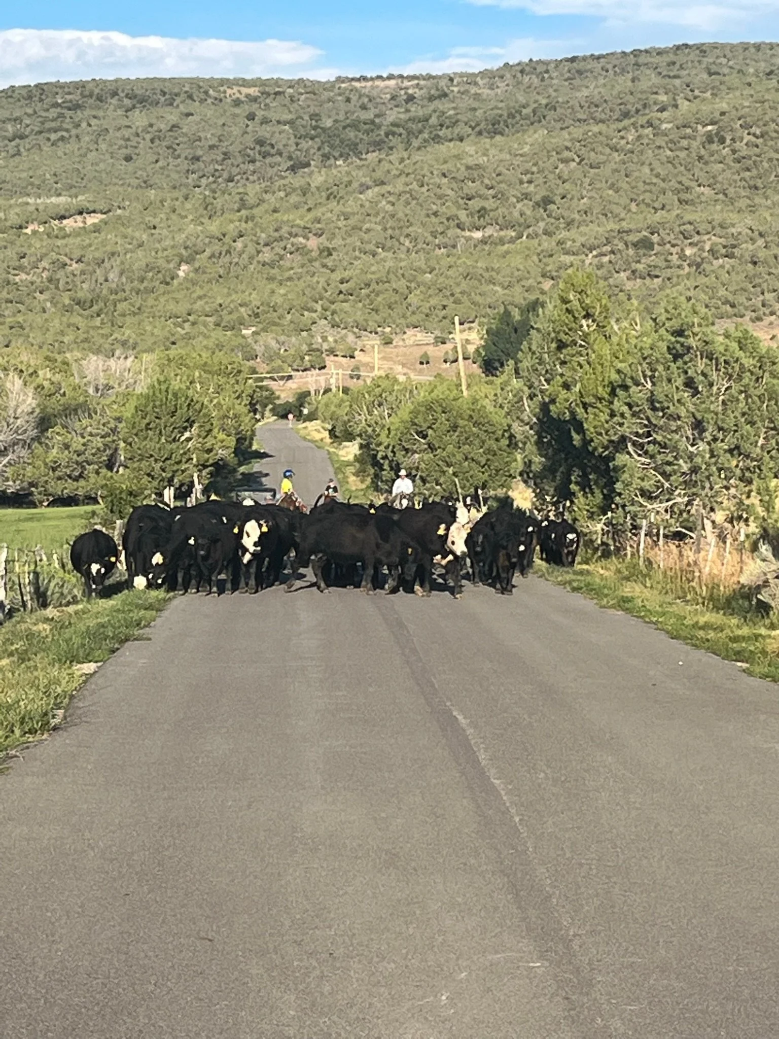 A group of cows and some horses blocking a rural road with two riders on horseback in the background, surrounded by trees and hills.