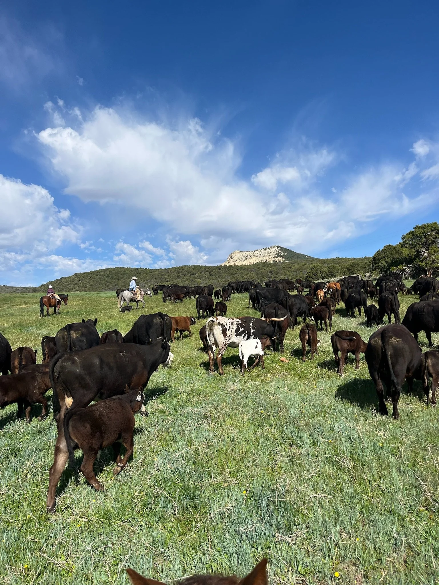 A herd of cows grazing on a grassy field with two cowboys riding horses in the background and a mountain under a partly cloudy blue sky.