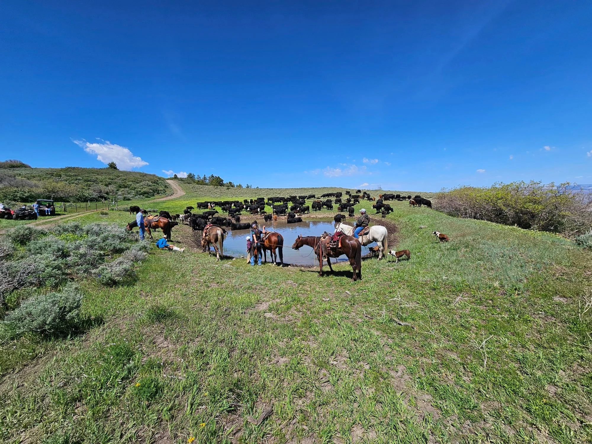 People riding horses and a group of cattle near a small pond under a clear blue sky.