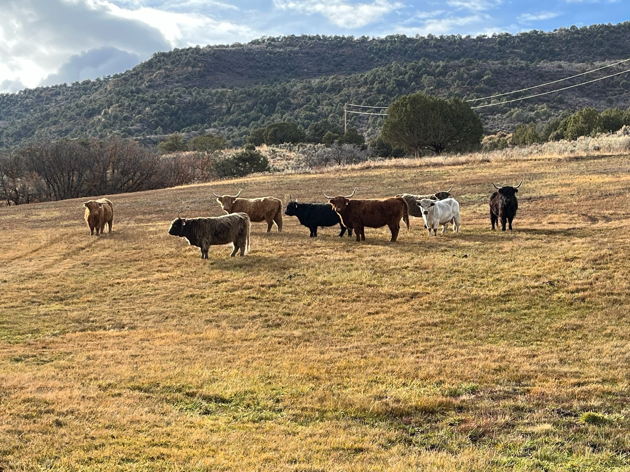 Seven longhorn cattle grazing on a grassy hillside with mountains in the background under partly cloudy skies.