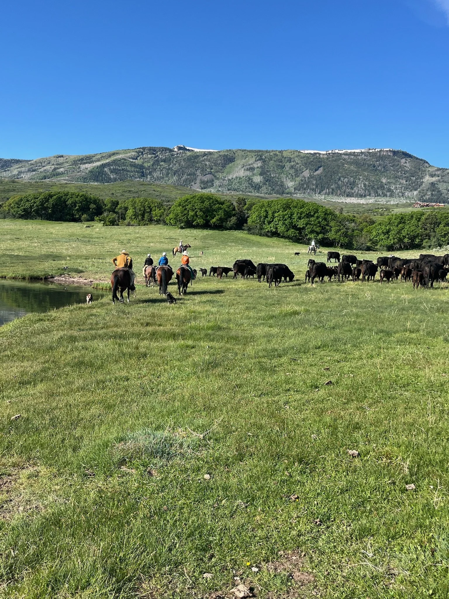 Cowboys riding horses with cattle grazing in a lush green field under a clear blue sky and distant mountains in the background.