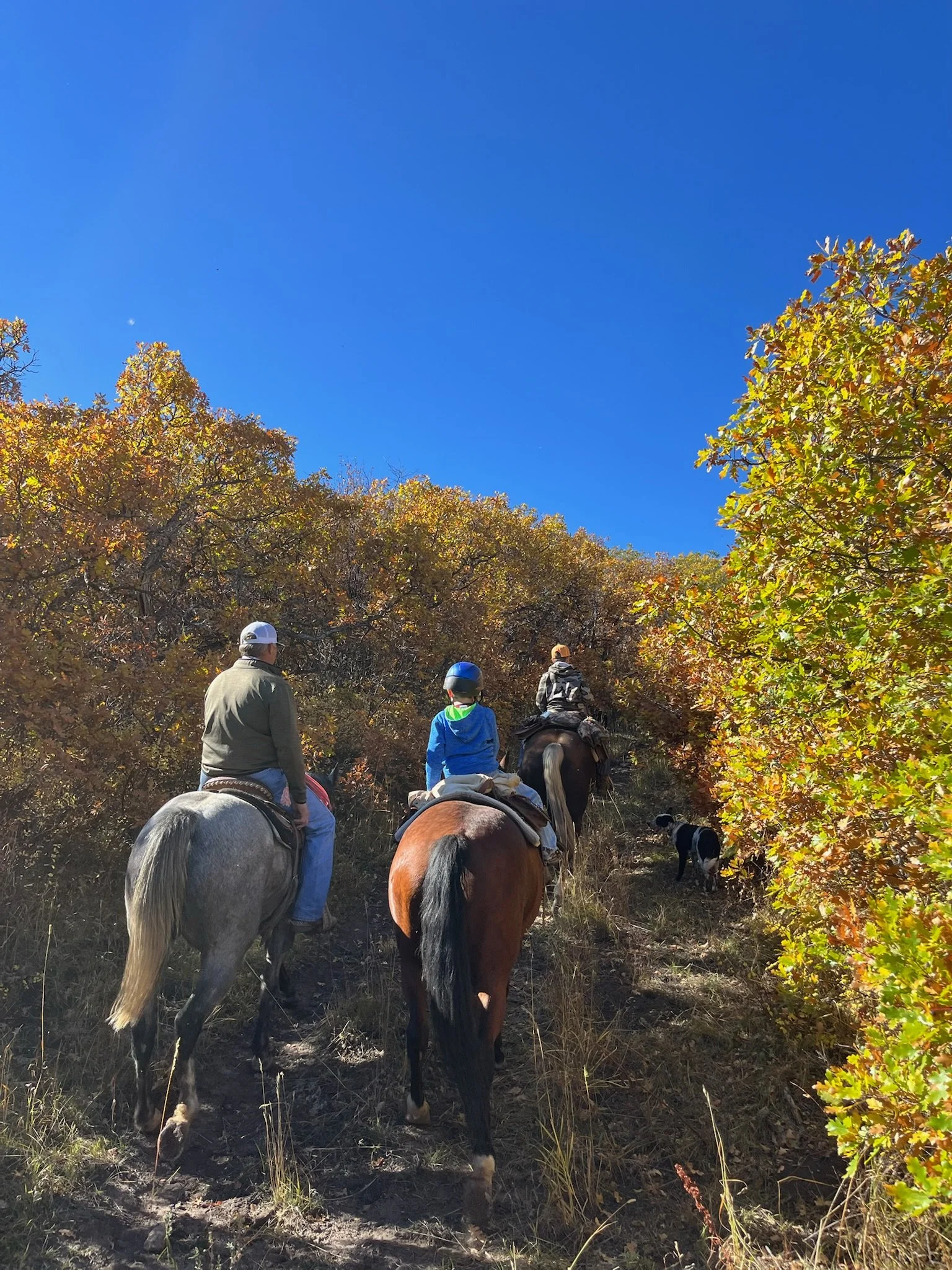 Three people riding horses through a trail surrounded by fall foliage under a clear blue sky, with one small dog accompanying them.