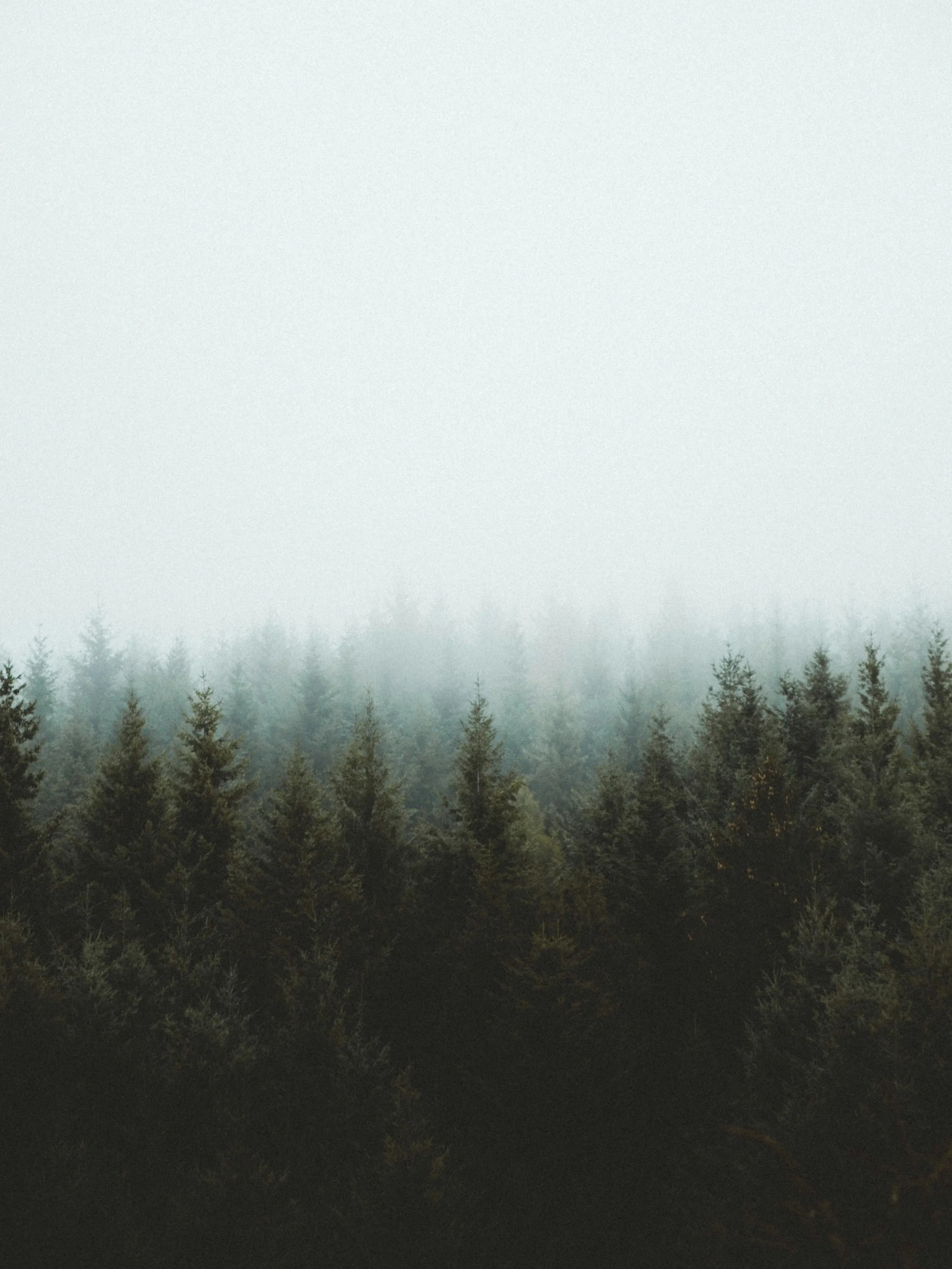 A foggy forest with dense trees fading into the misty sky.