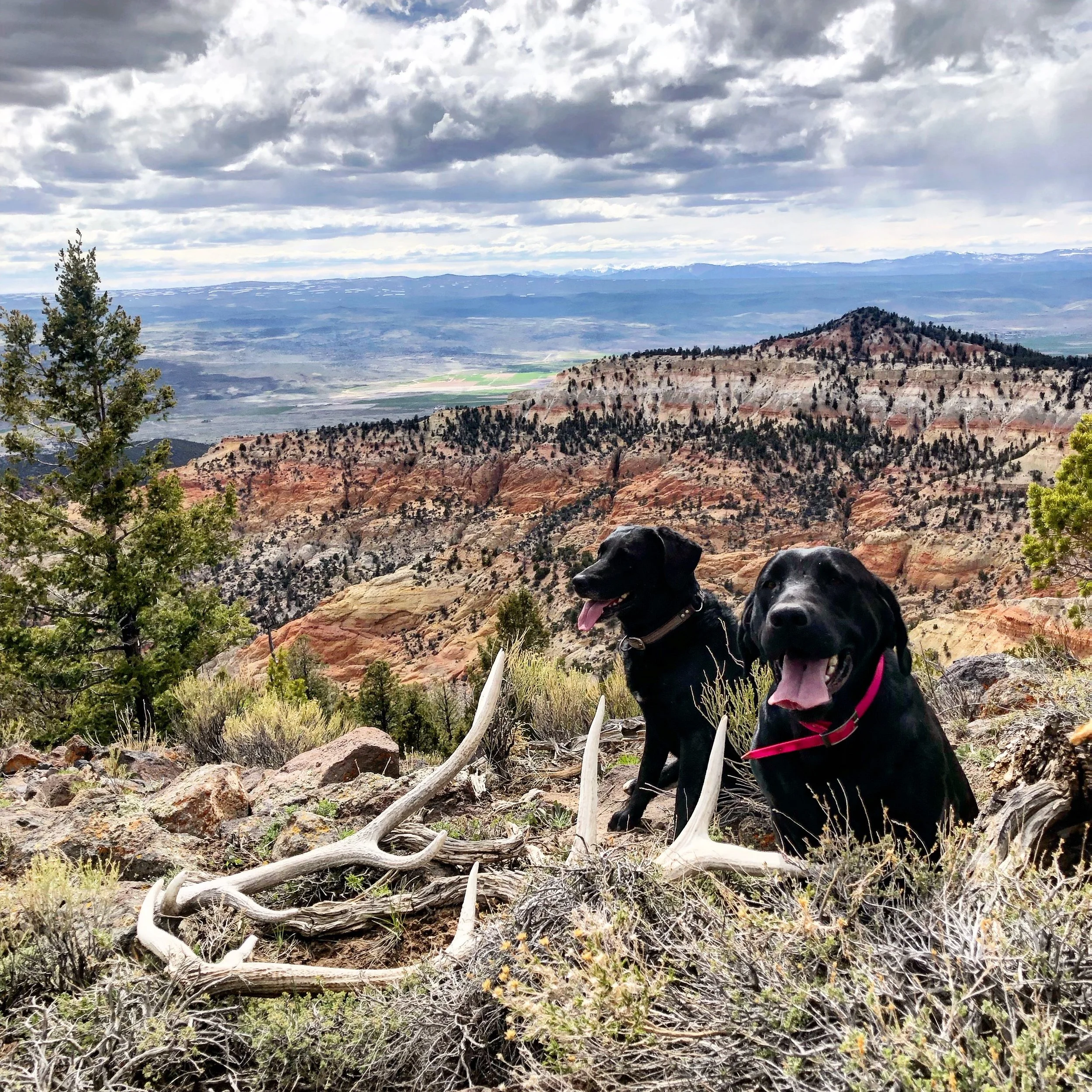 Two black dogs sitting on a rocky hillside with a canyon landscape and cloudy sky in the background.