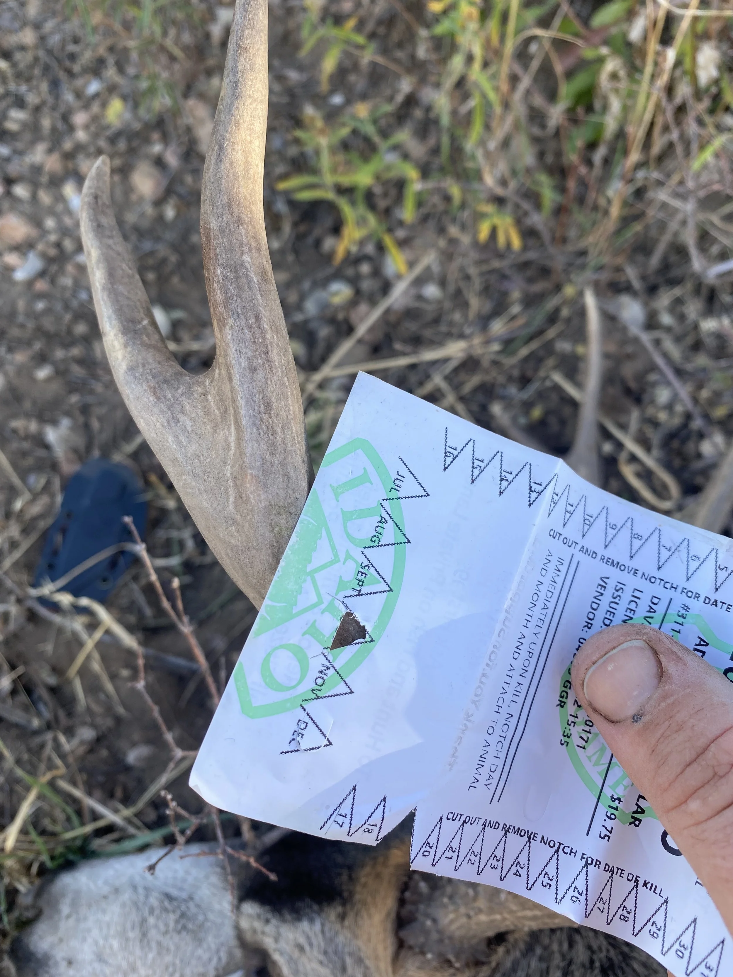 A person holding a hunting permit near a deer antler outdoors, with dry grass and a black boot visible in the background.