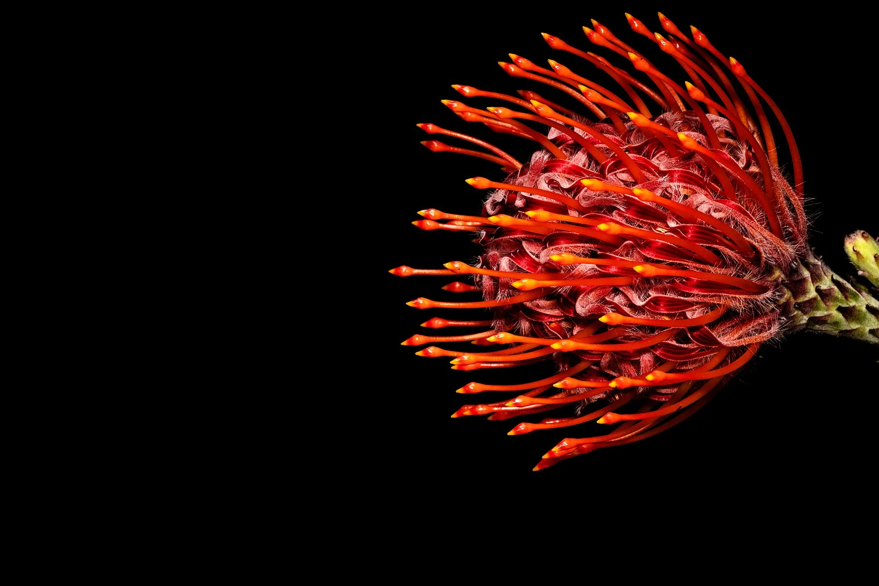 commercial_photographer_product_photography_flowers_pincushion_boston_7225.jpg