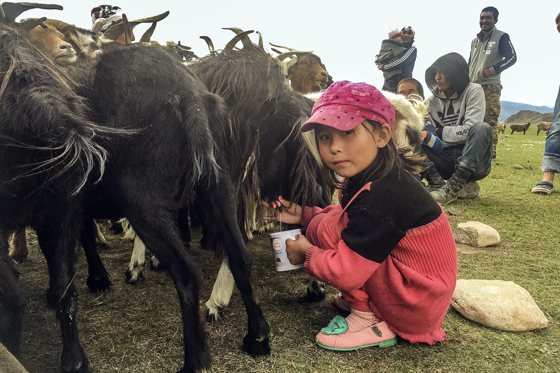 kazahks_girl_milking_goat_bayan-olgii_ulgii_mongolia_3.jpg